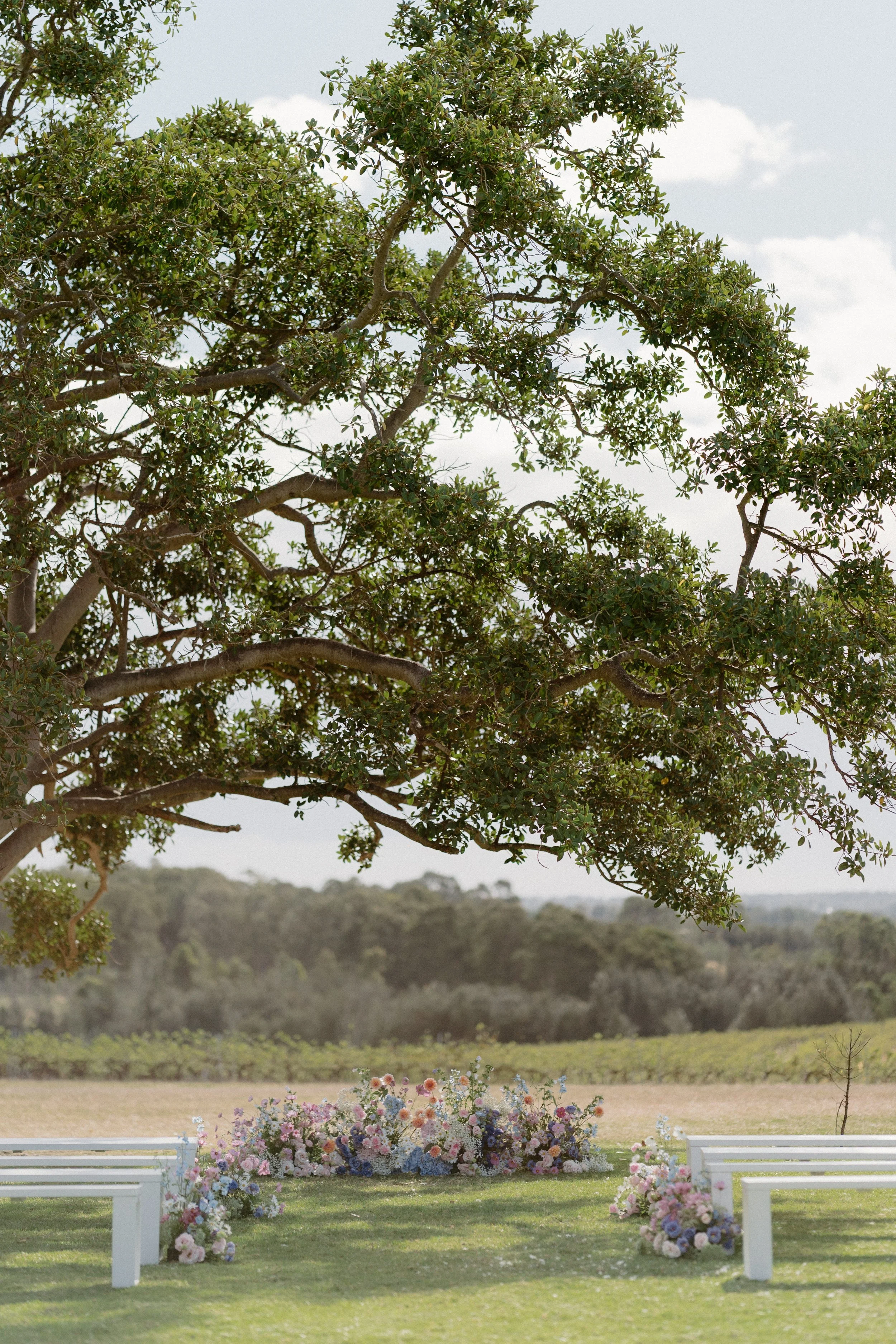 Outdoor wedding ceremony setup with white benches and floral arrangements, under a large tree with green leaves, overlooking a field with trees in the distance. Bimbadgen Palmers Lane Wedding, Hunter Valley