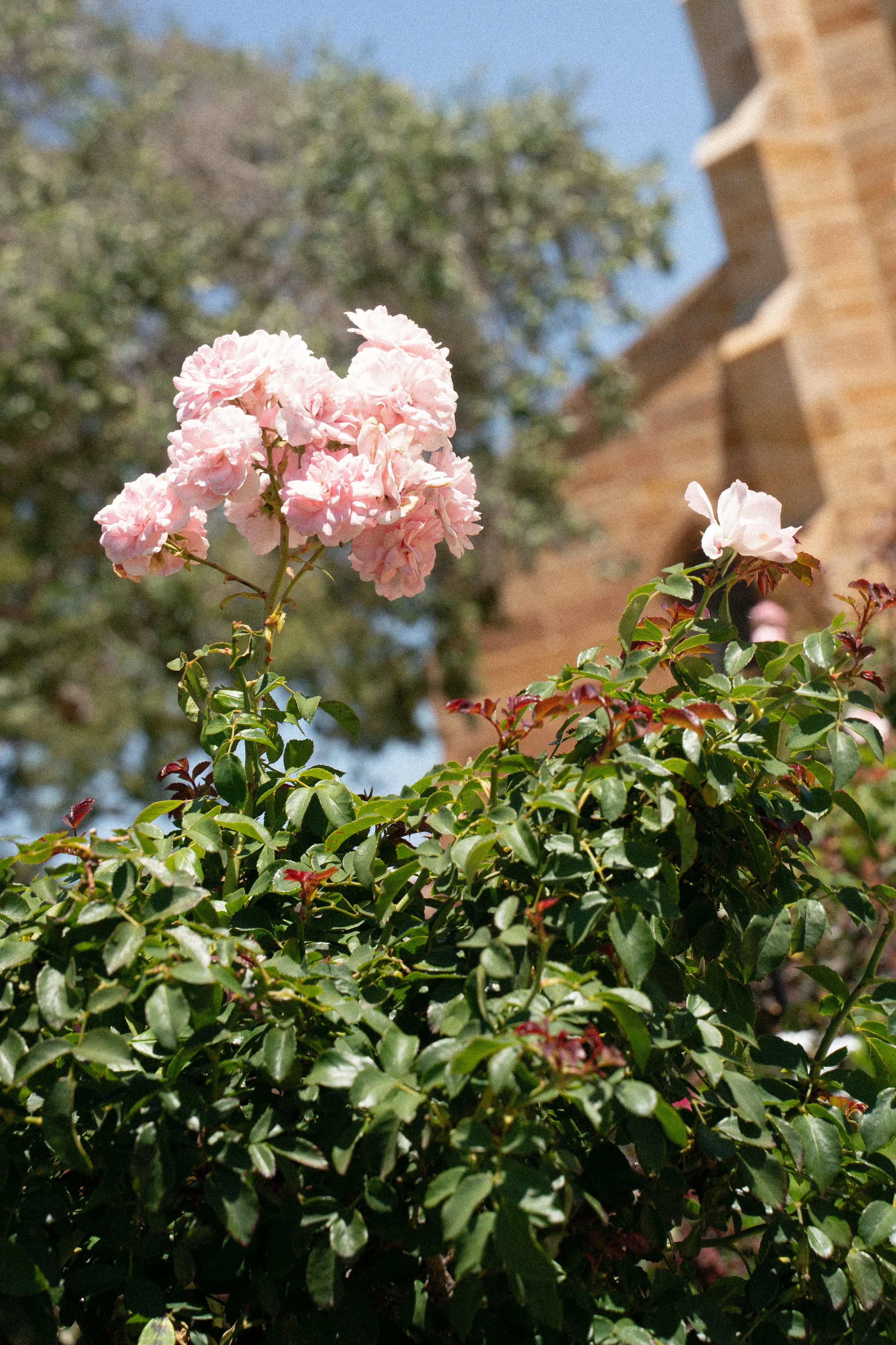 A pink flowering plant growing in front of a brick building and a tree under a clear blue sky.