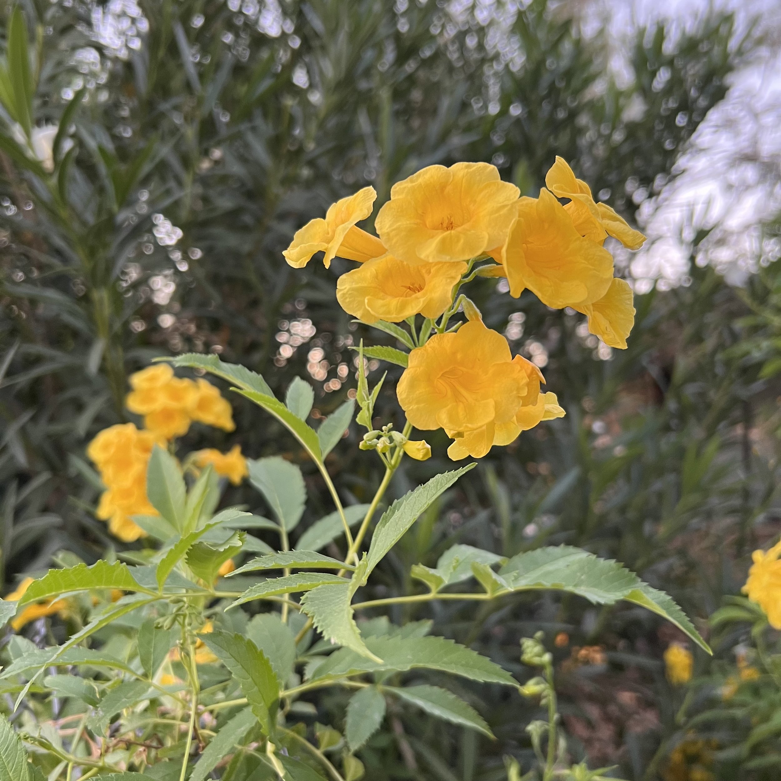 IMG_4085.jpeg