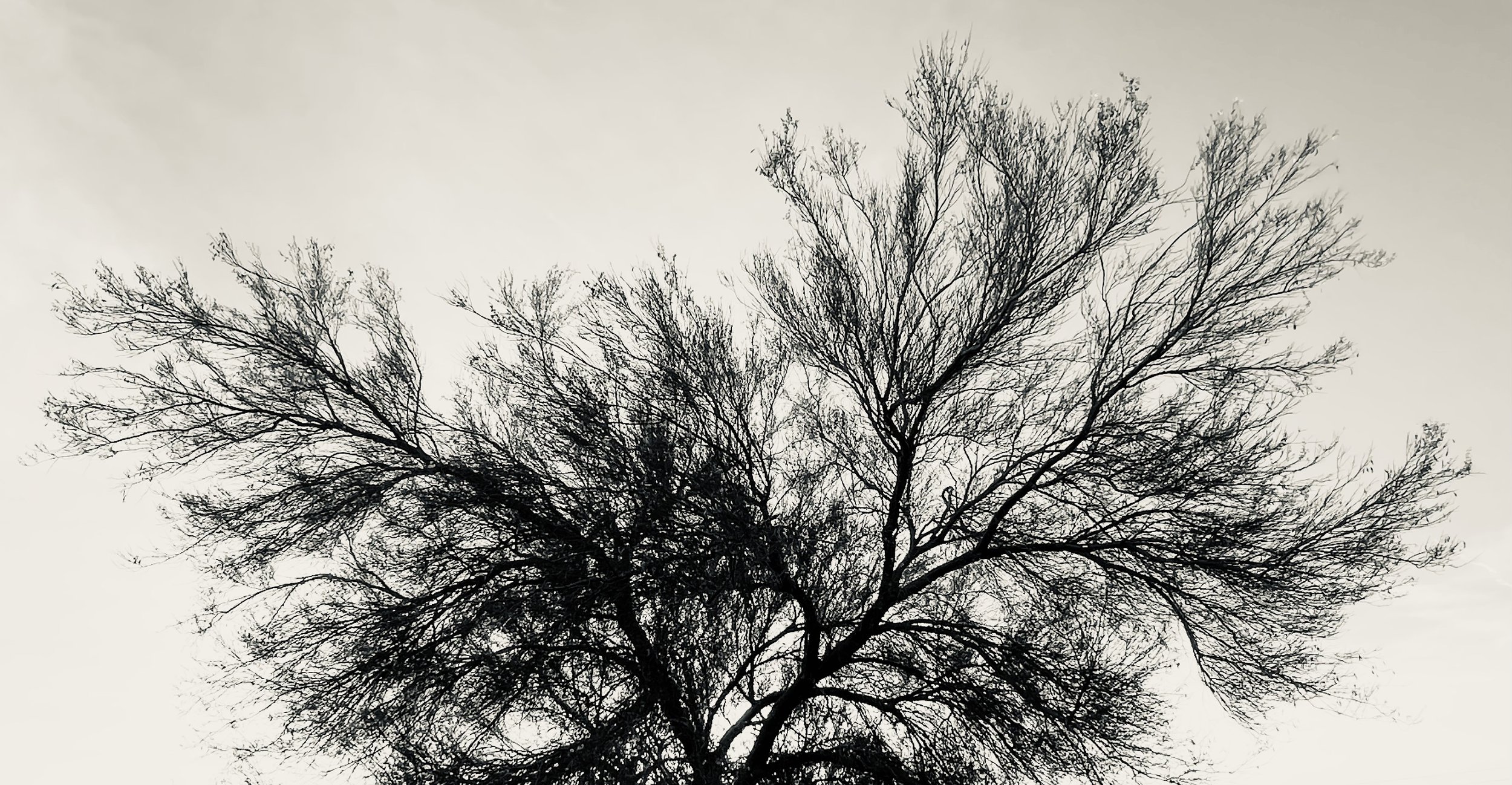 IMG_2121.jpeg
