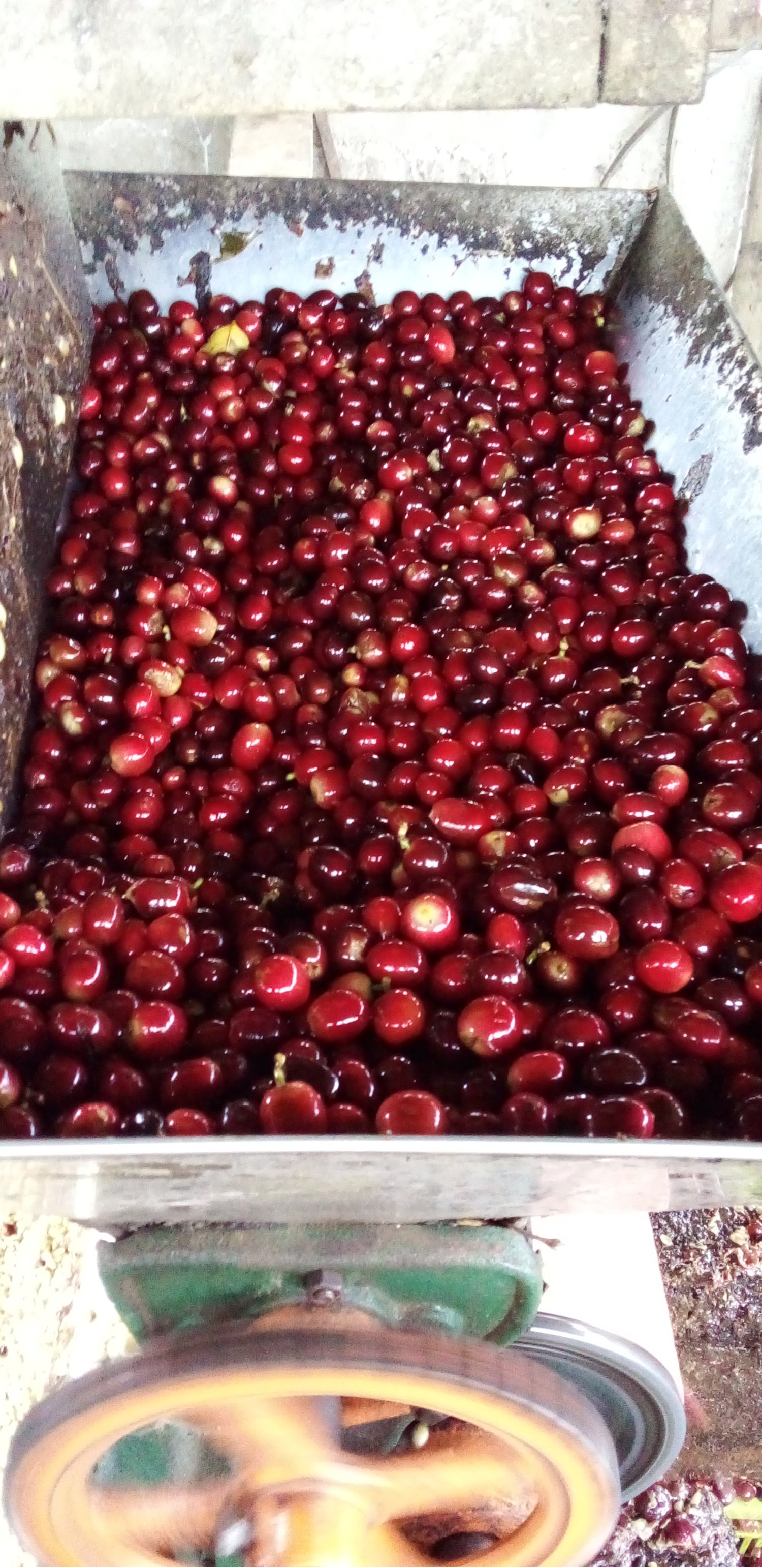 Nicolas Angela Mireya.jpg