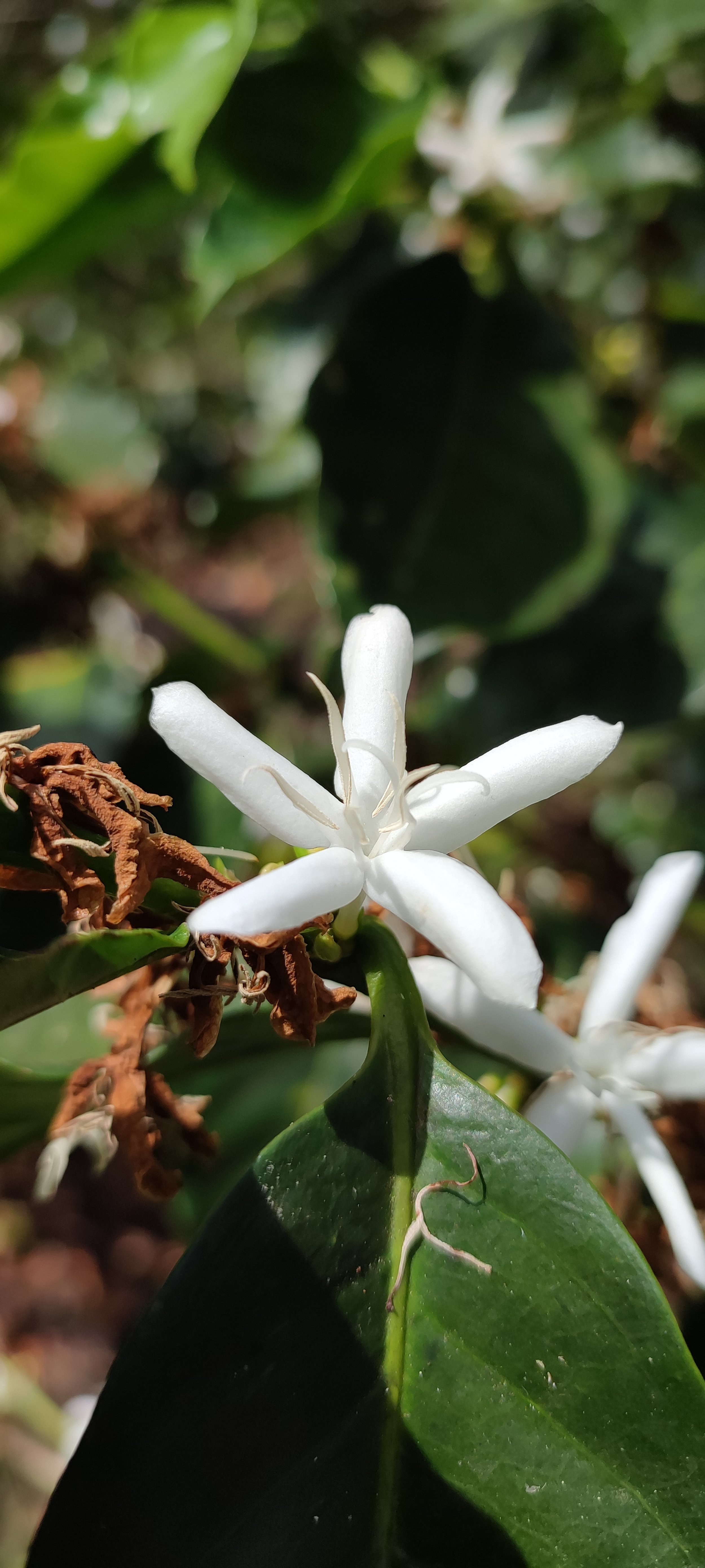 Catuai Nicolás Flores.jpg