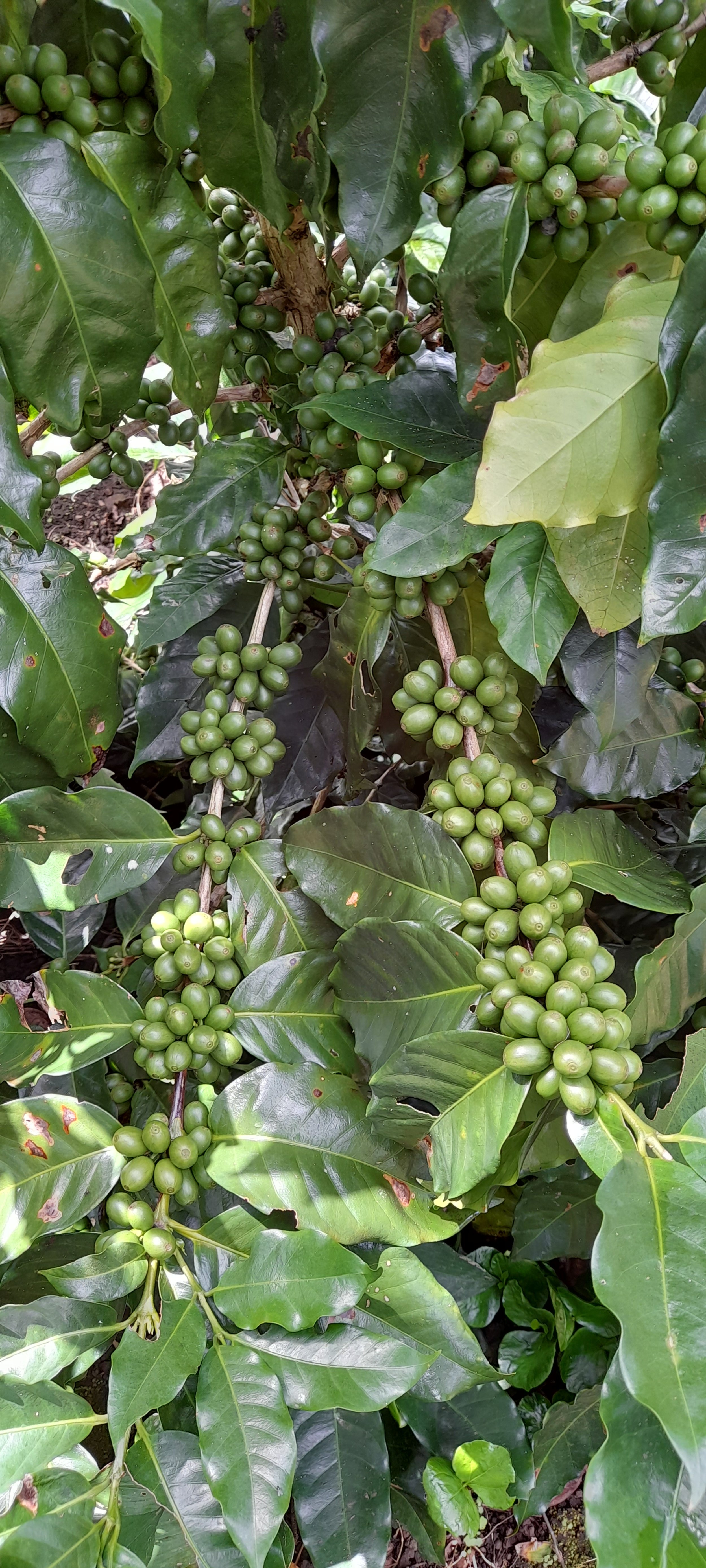 Catuai rojo nicolas antonio flores .jpg