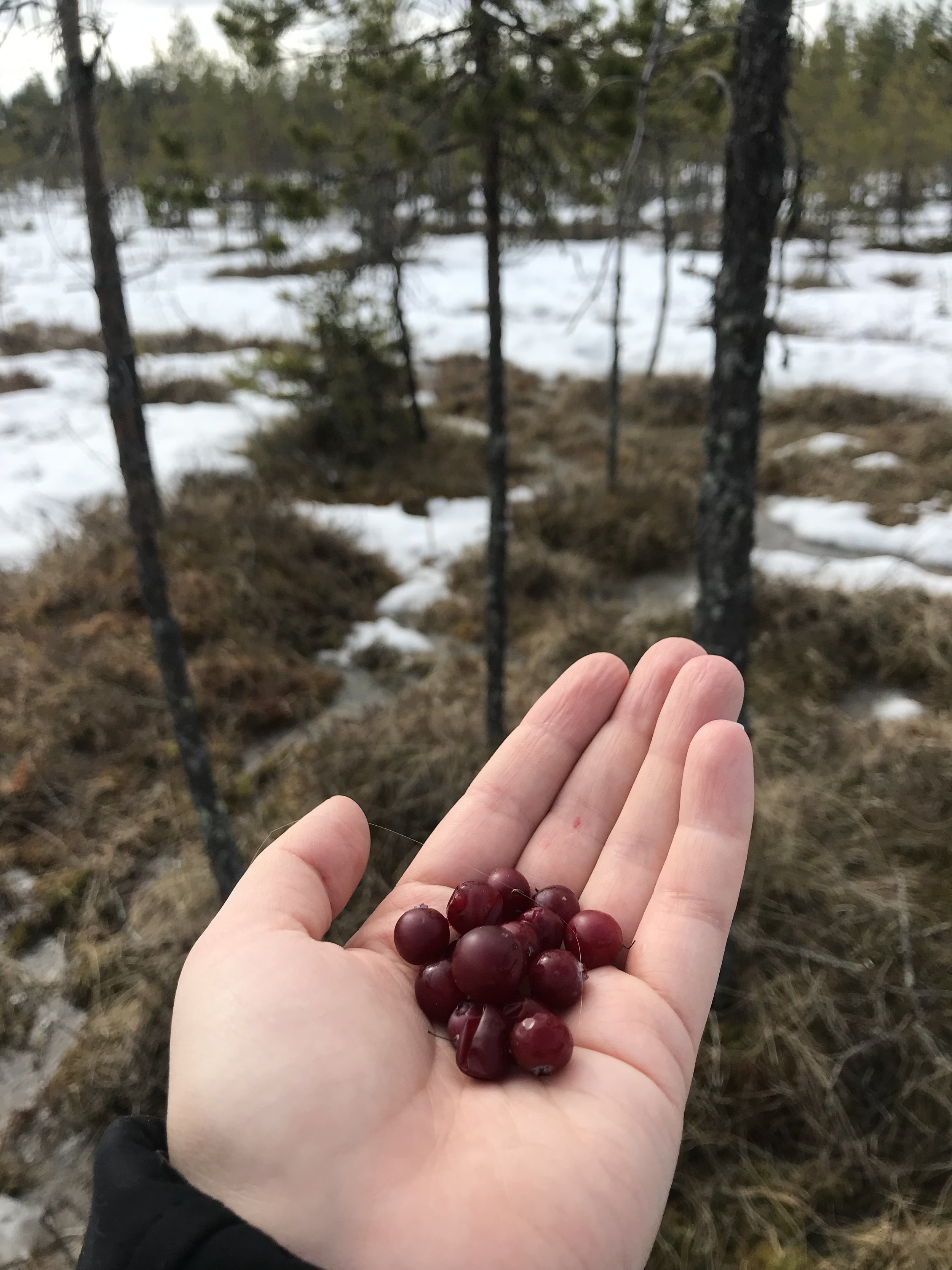 Salla-Mari Koistinen_first cranberries after snow_Visit Ranua.jpg