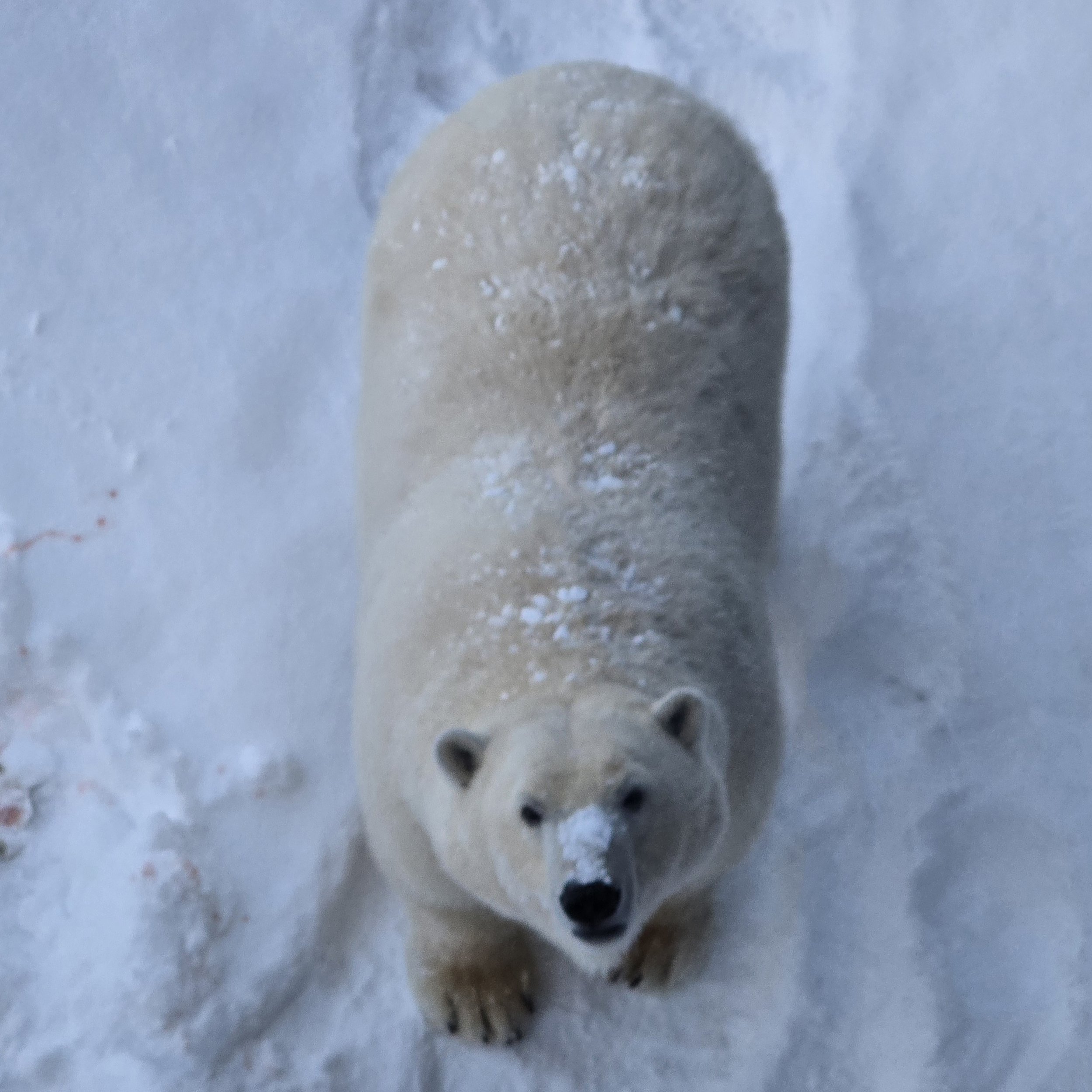 inuvik.jpg
