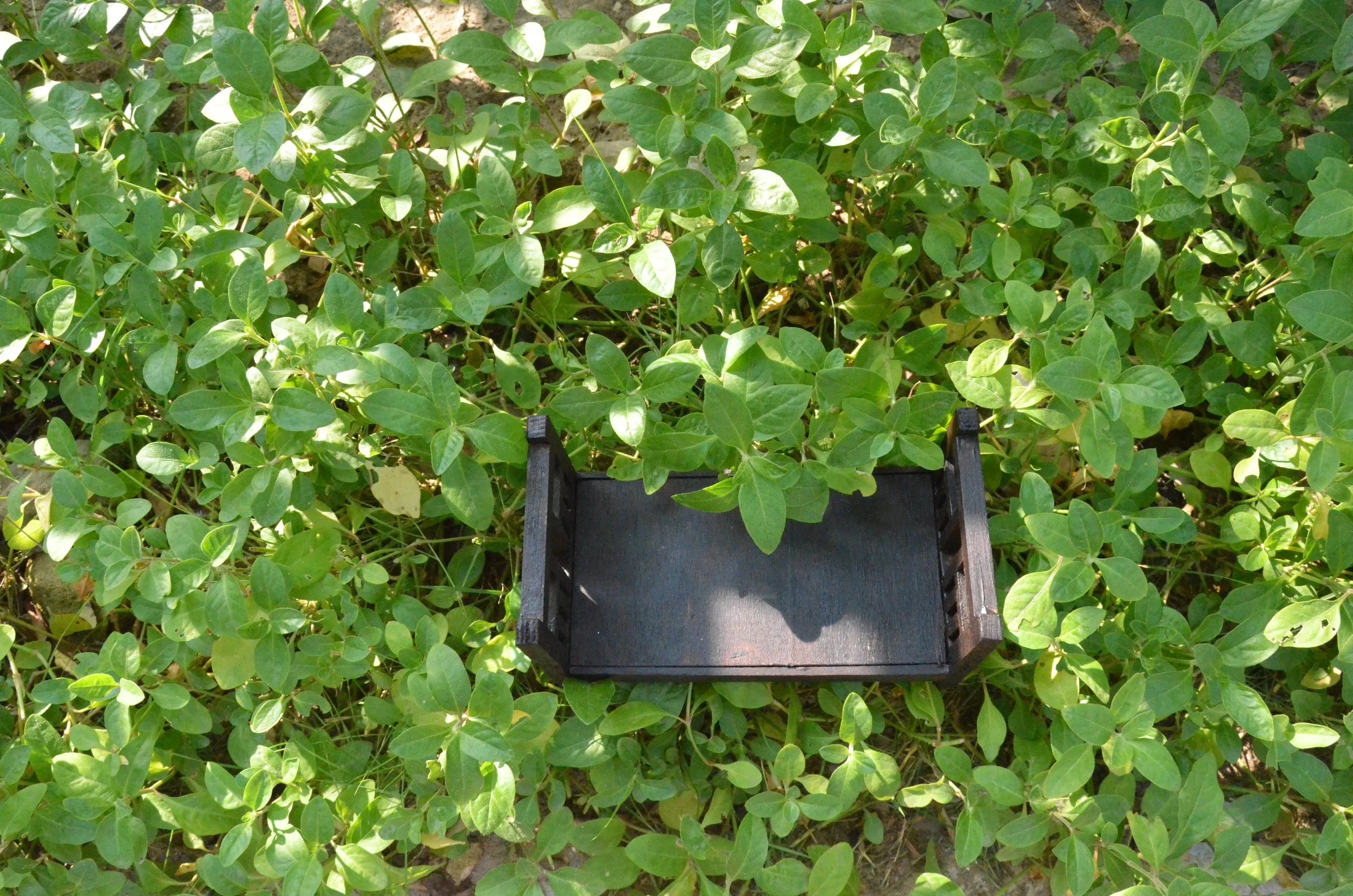 Preedy Street Shrubs.JPG