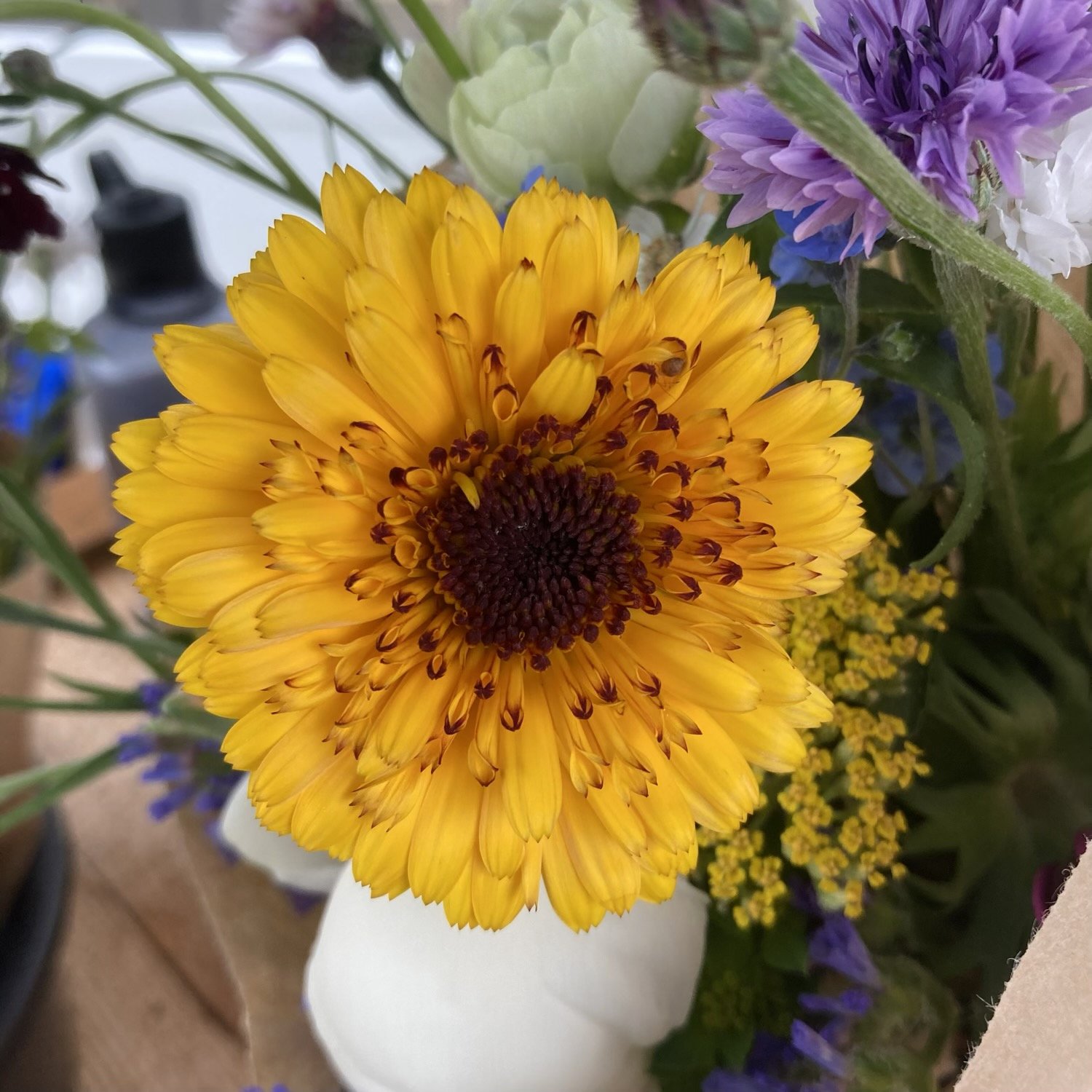 Calendula