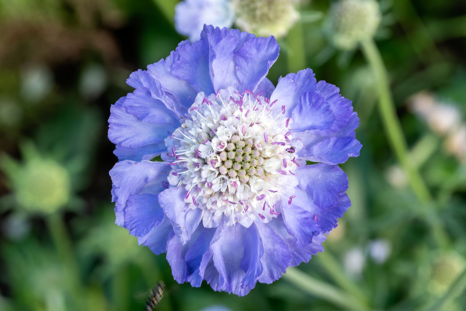 Scabiosa