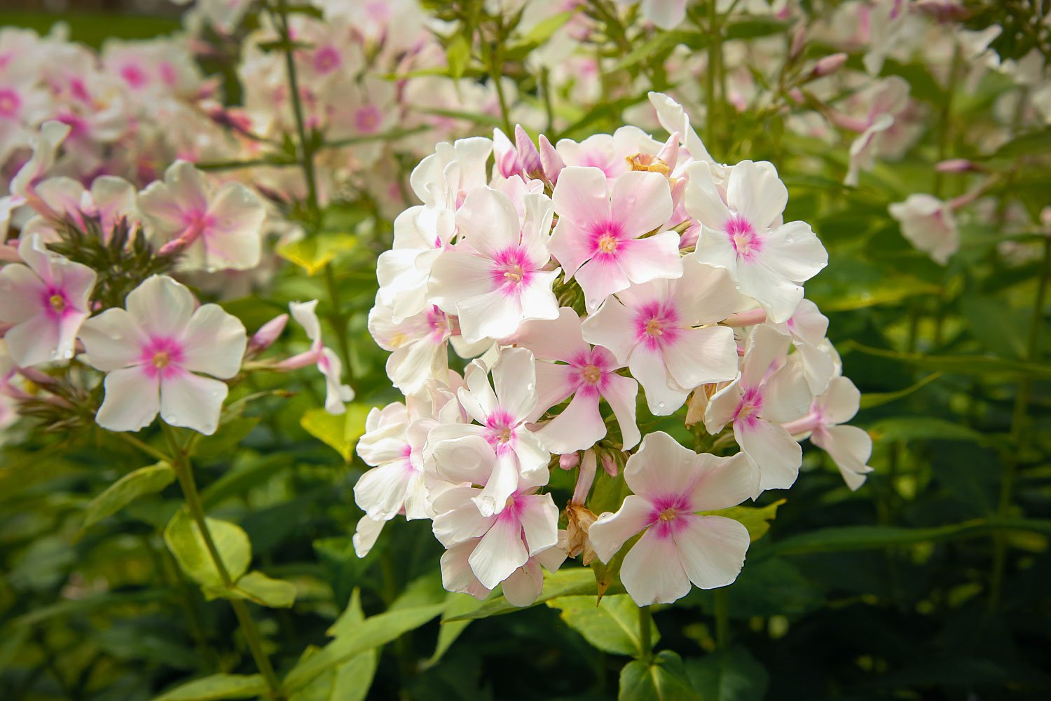 Phlox