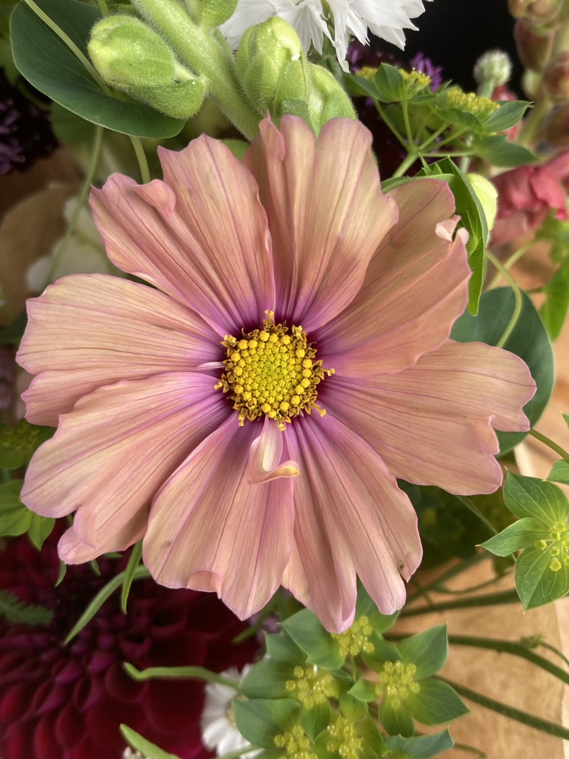Cosmo