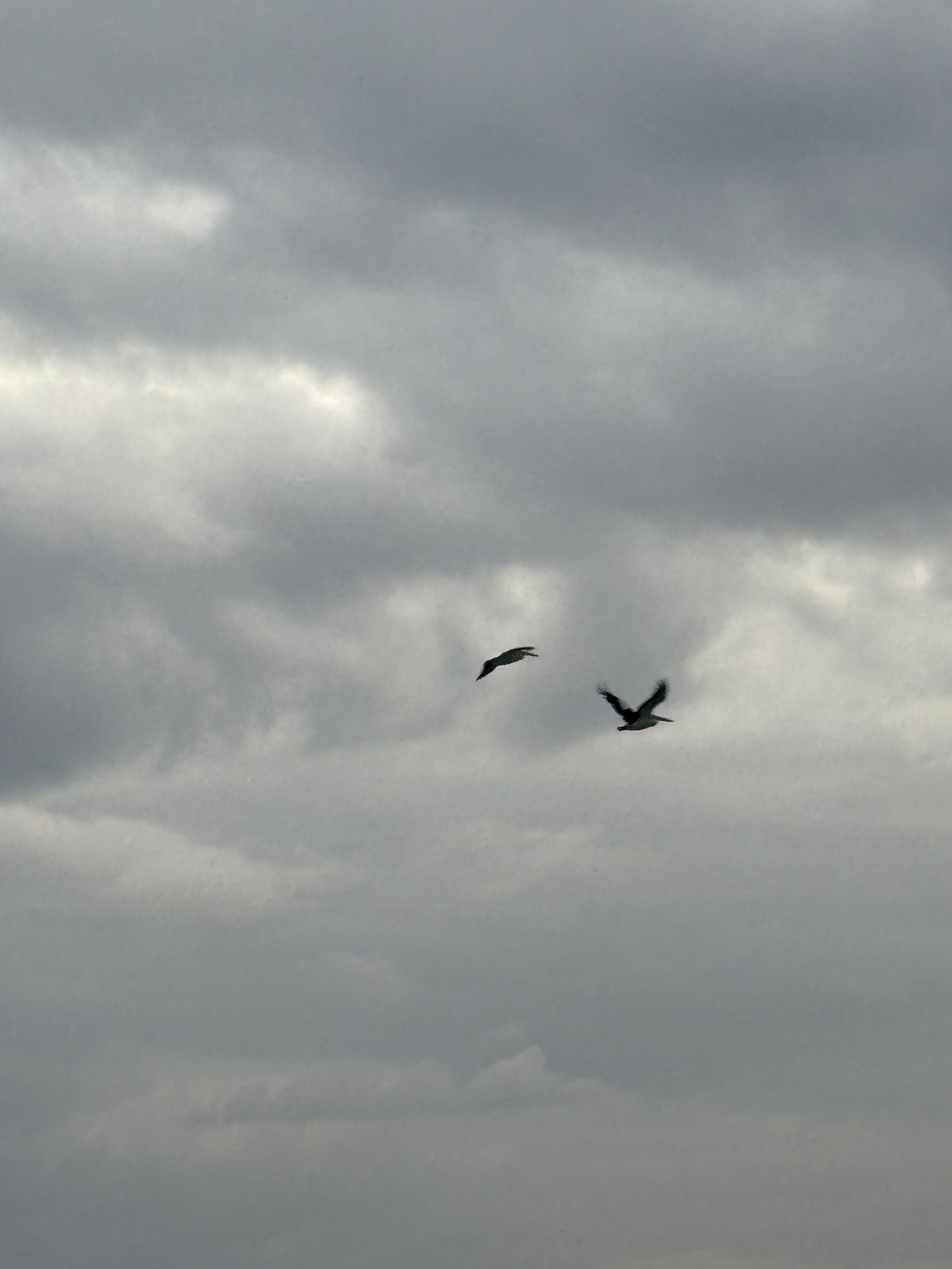 B MConchie 12.01.26 IMG_5098.JPG