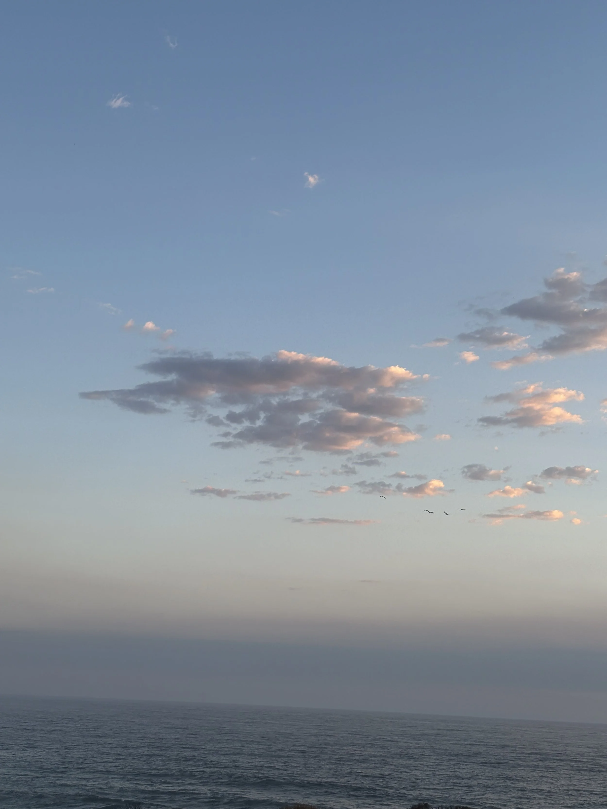 B McConchie 26.01.08 IMG_4964.JPG