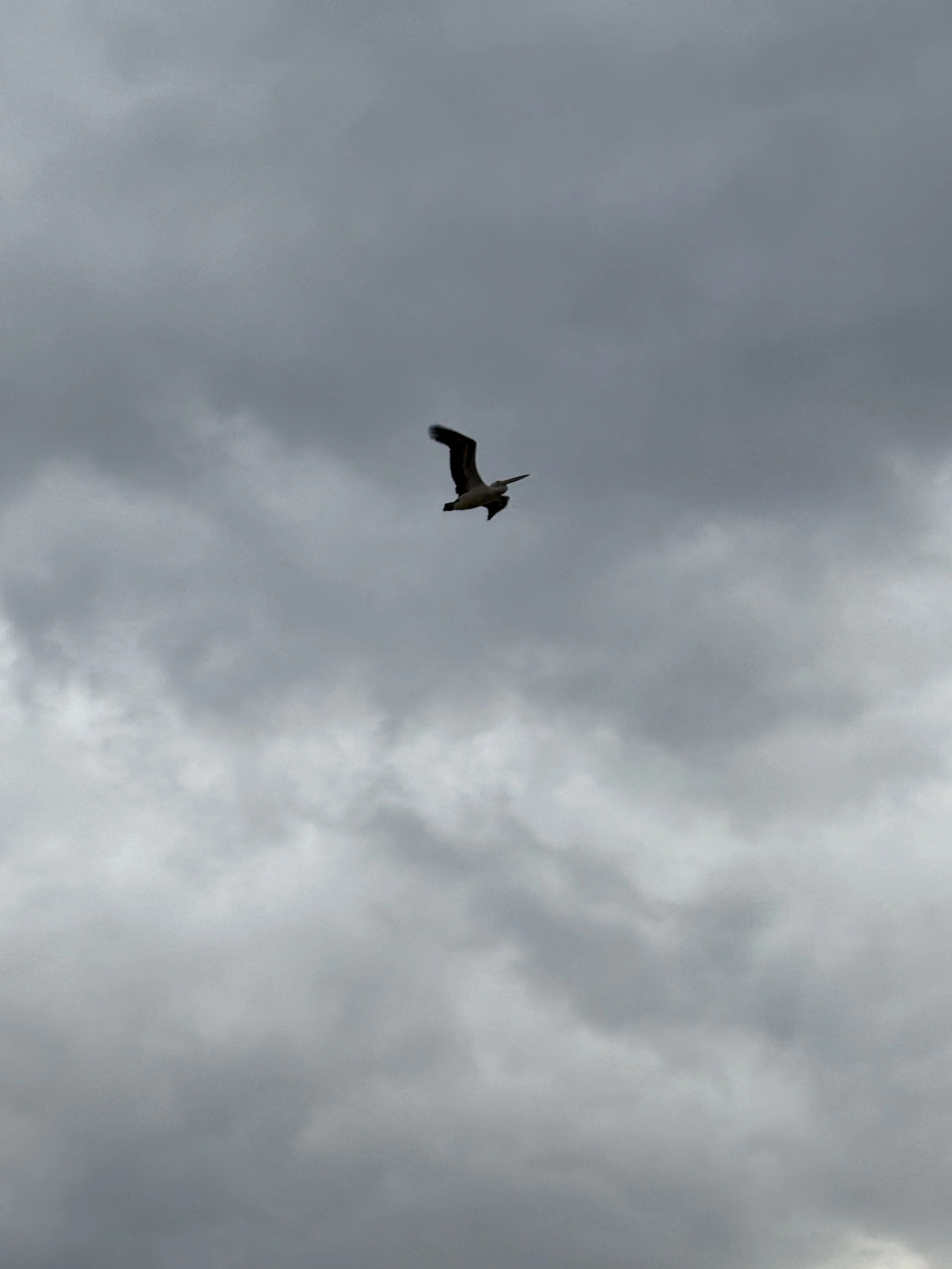 B MConchie 12.01.26 IMG_5088.JPG