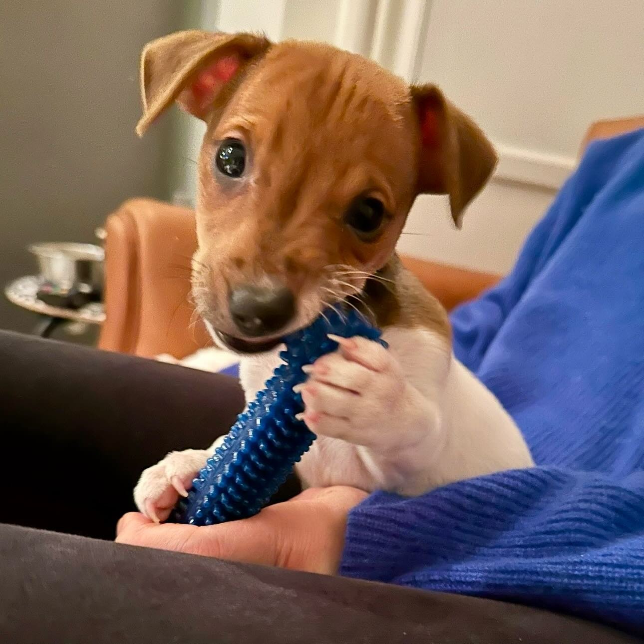 ⚠️ CAUTION‼️
There&rsquo;s a Moose loose aboot the hoose!🐁Meet our new boy Moose🥰 I might need to make a smaller mould😂He is a wee pest but we are in love&hearts;️
