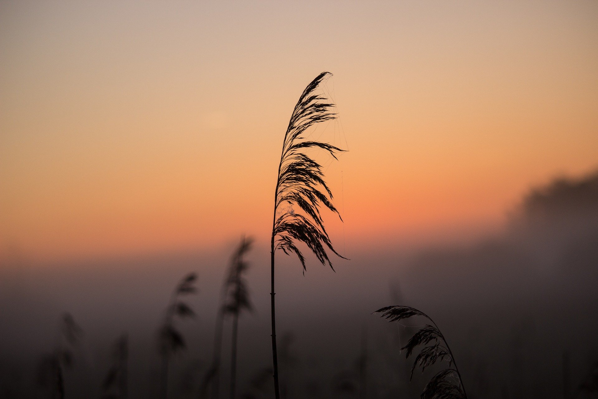 SUNRISE-STRAW-PEACH.jpg