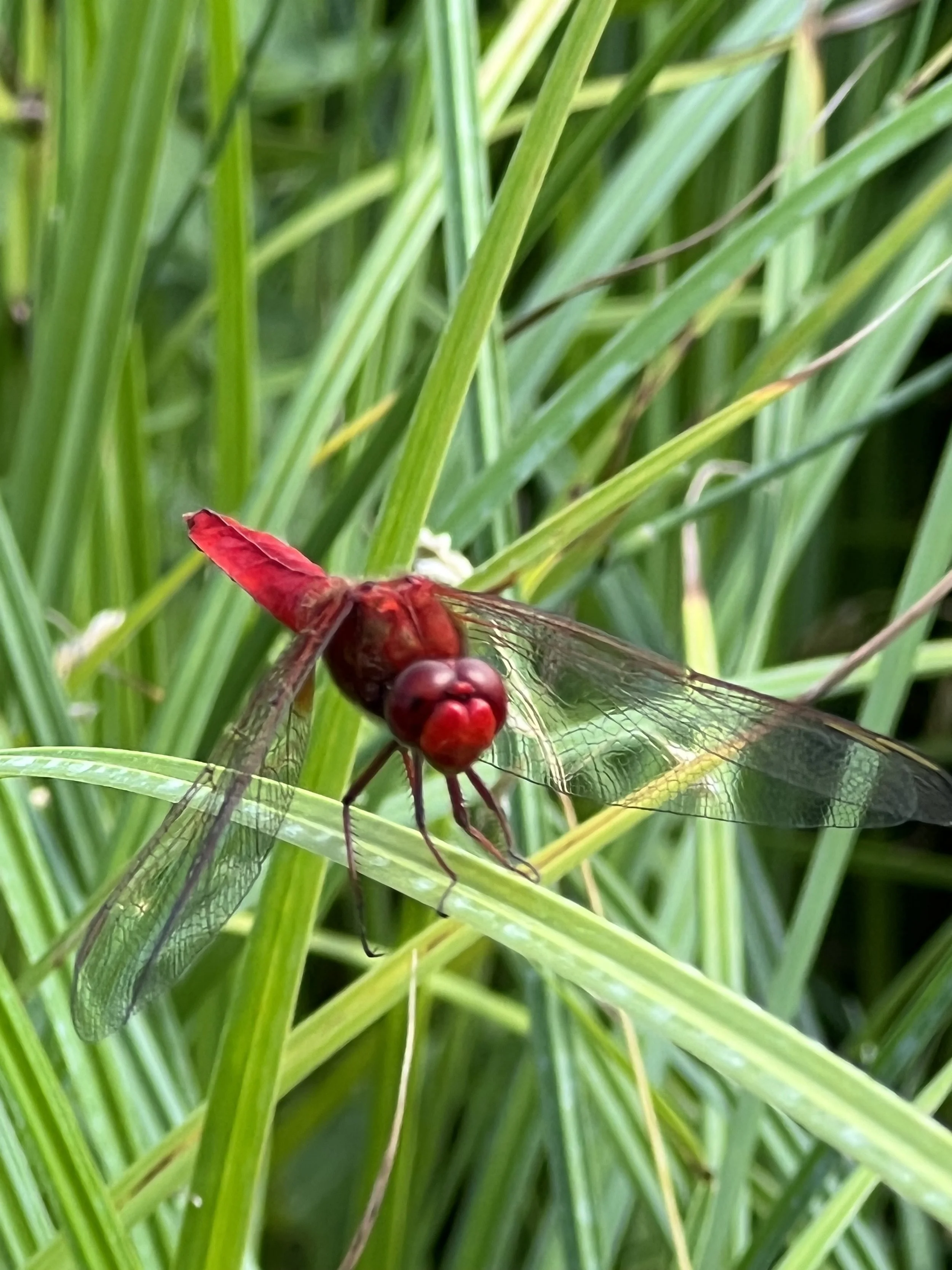 Miele Millefiori