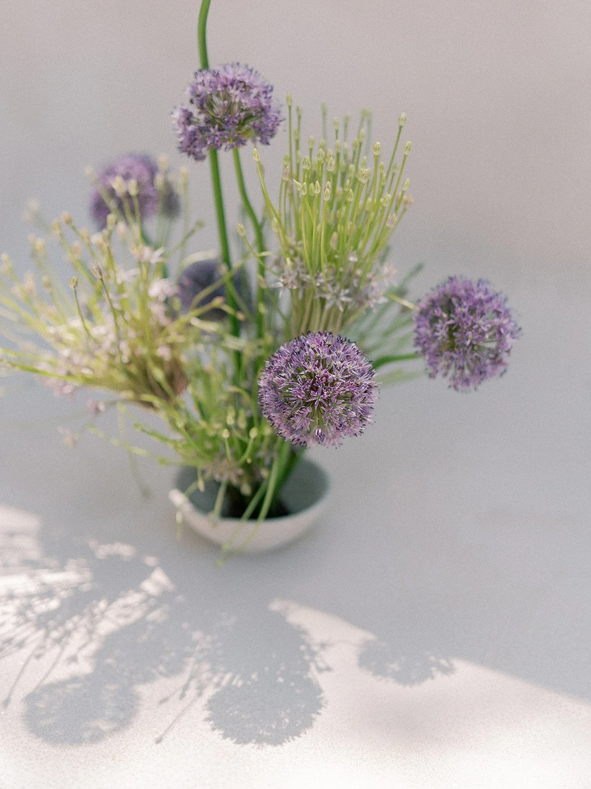 a is for allium 

(we&rsquo;ve been listening to alot of the Sesame Street alphabet over here, lol)

📷 | @rutheileenphoto