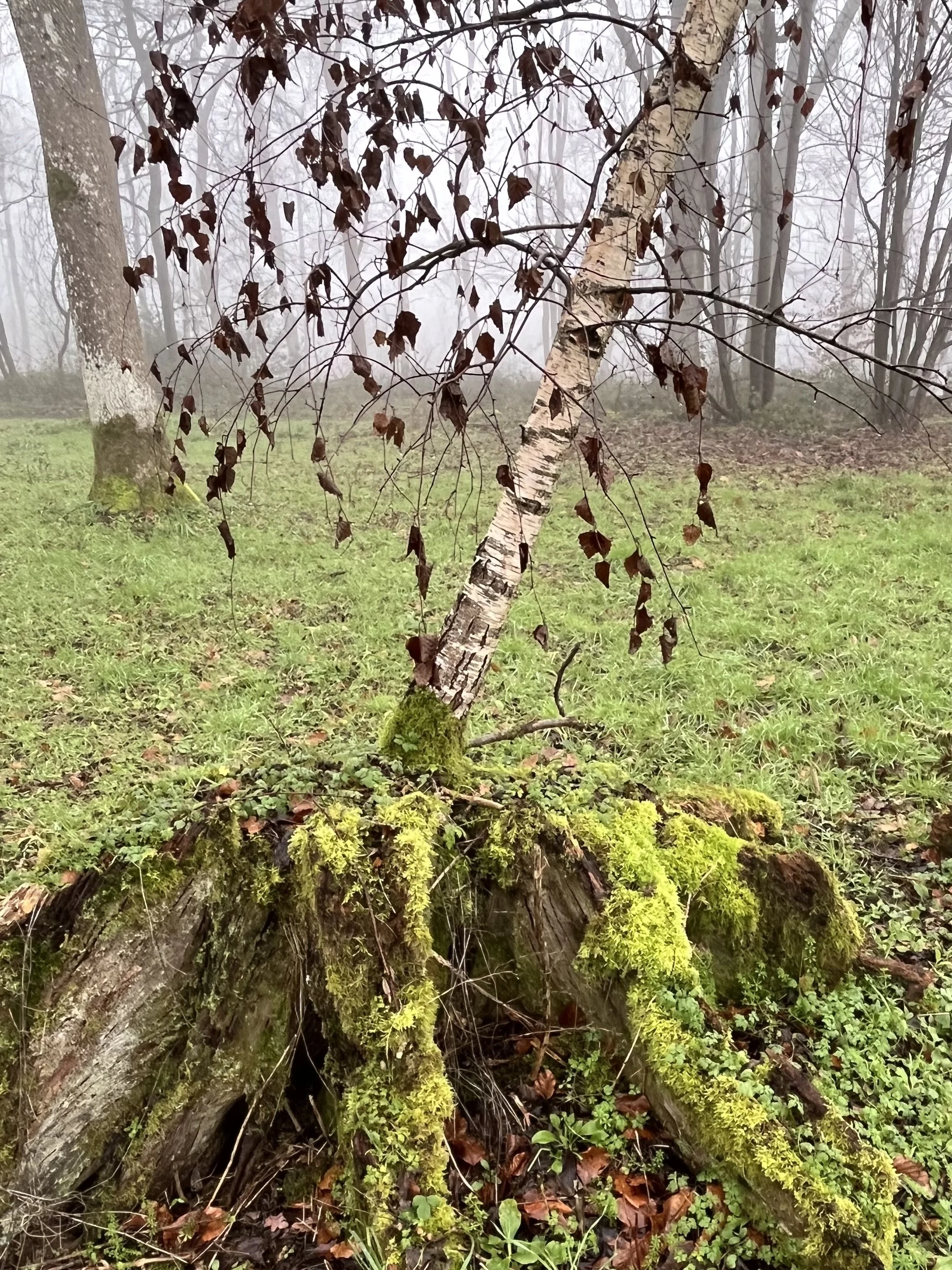 Thinking Like a Plant