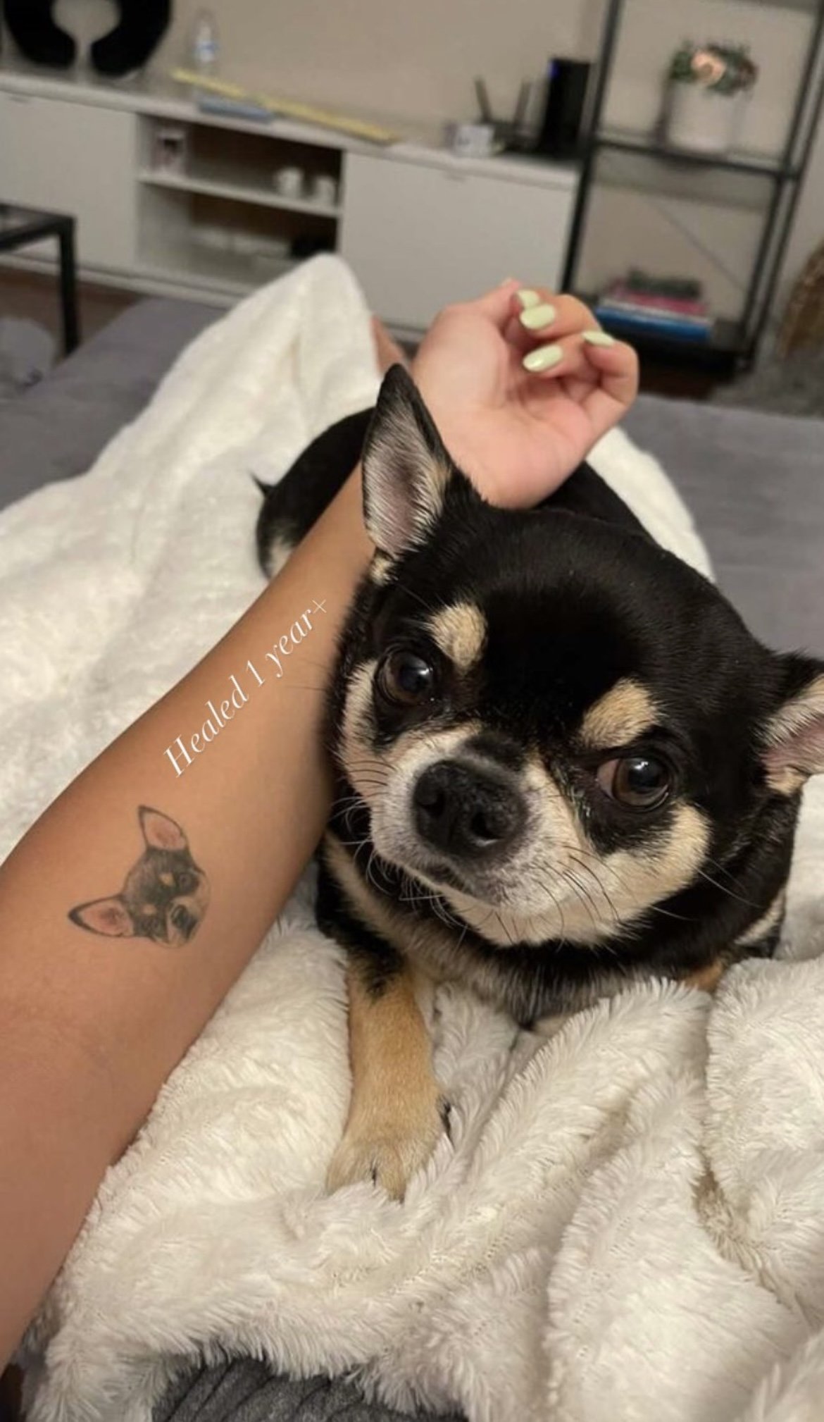 The 14 Coolest Chihuahua Tattoo Designs In The World