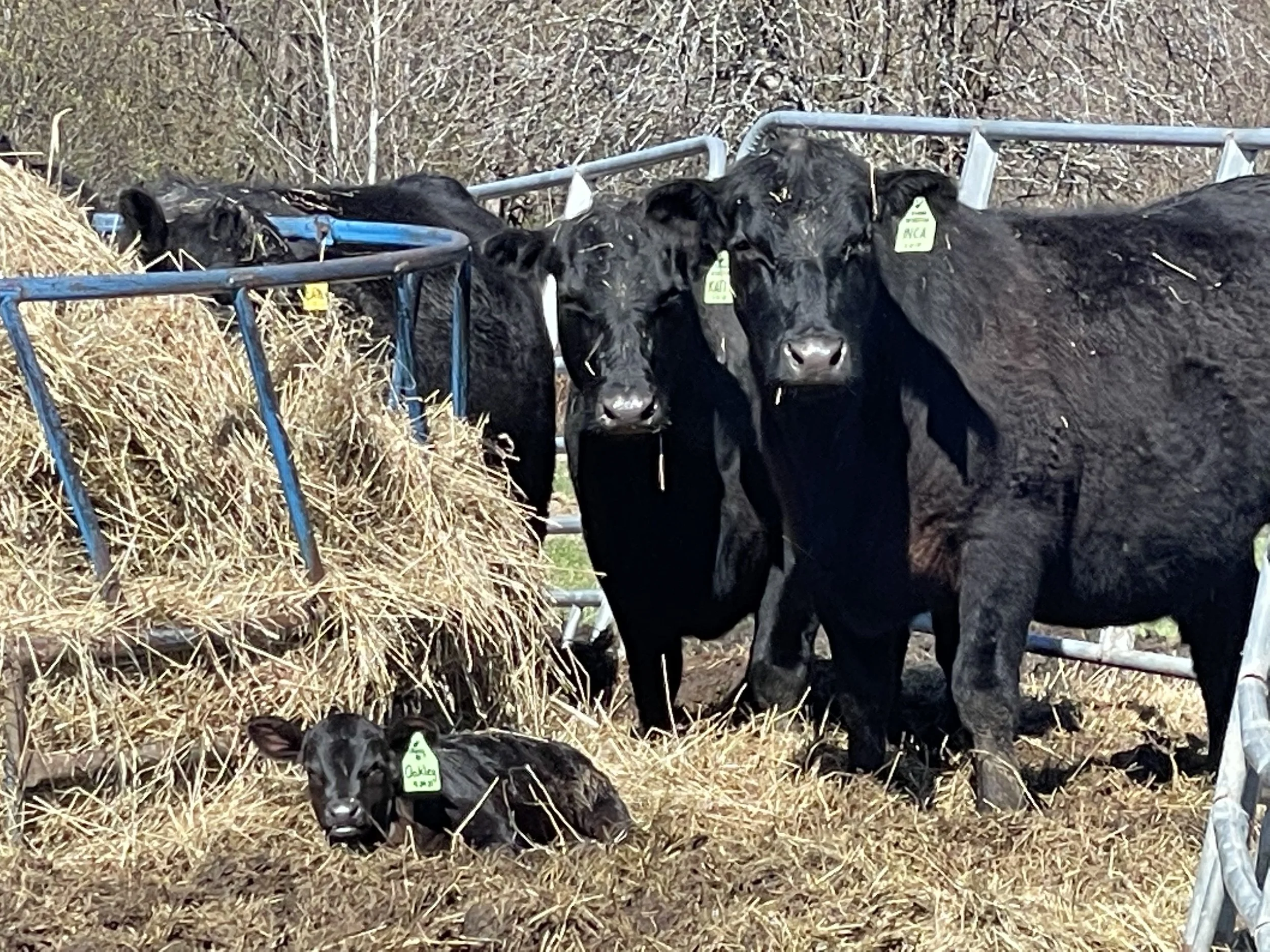 Practices — Straight Line Farm