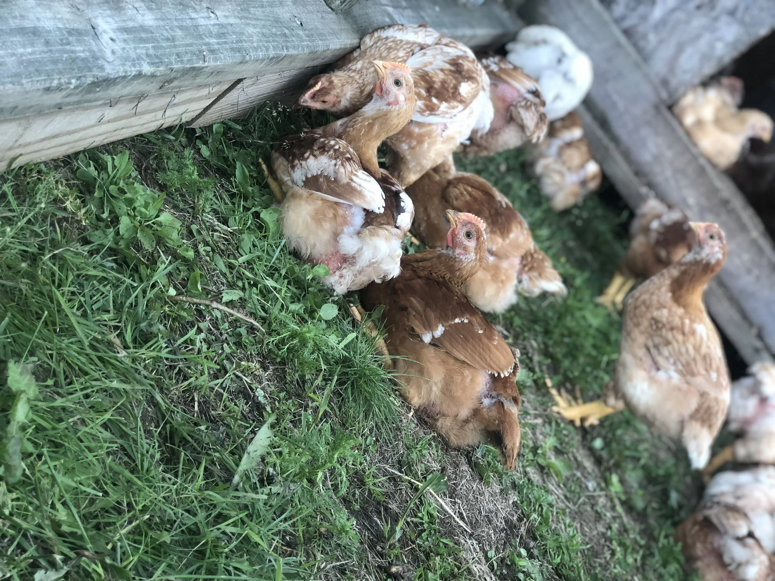 Practices — Straight Line Farm