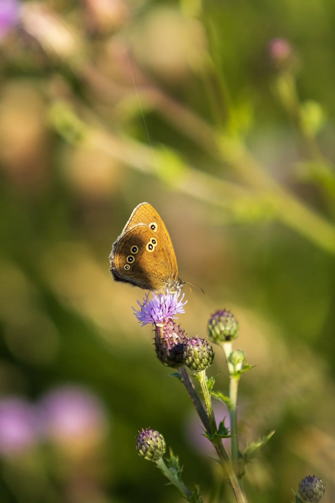 A butterfly on a thistle