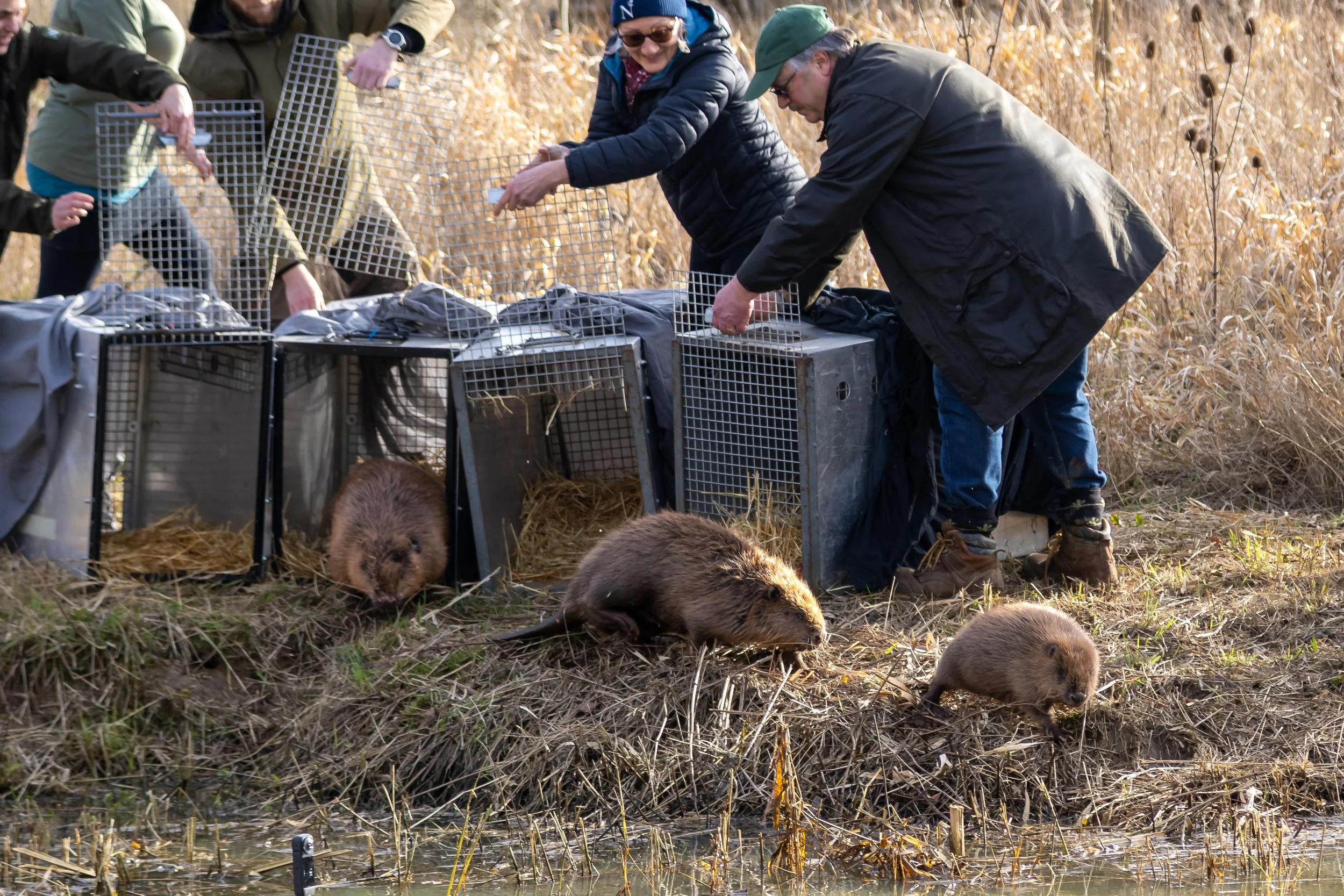 Beaver release at Boothby Wildland