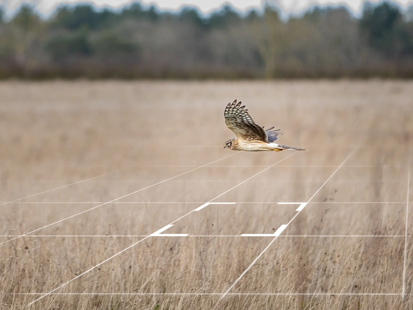 Hen Harrier flying at Boothby Wildland