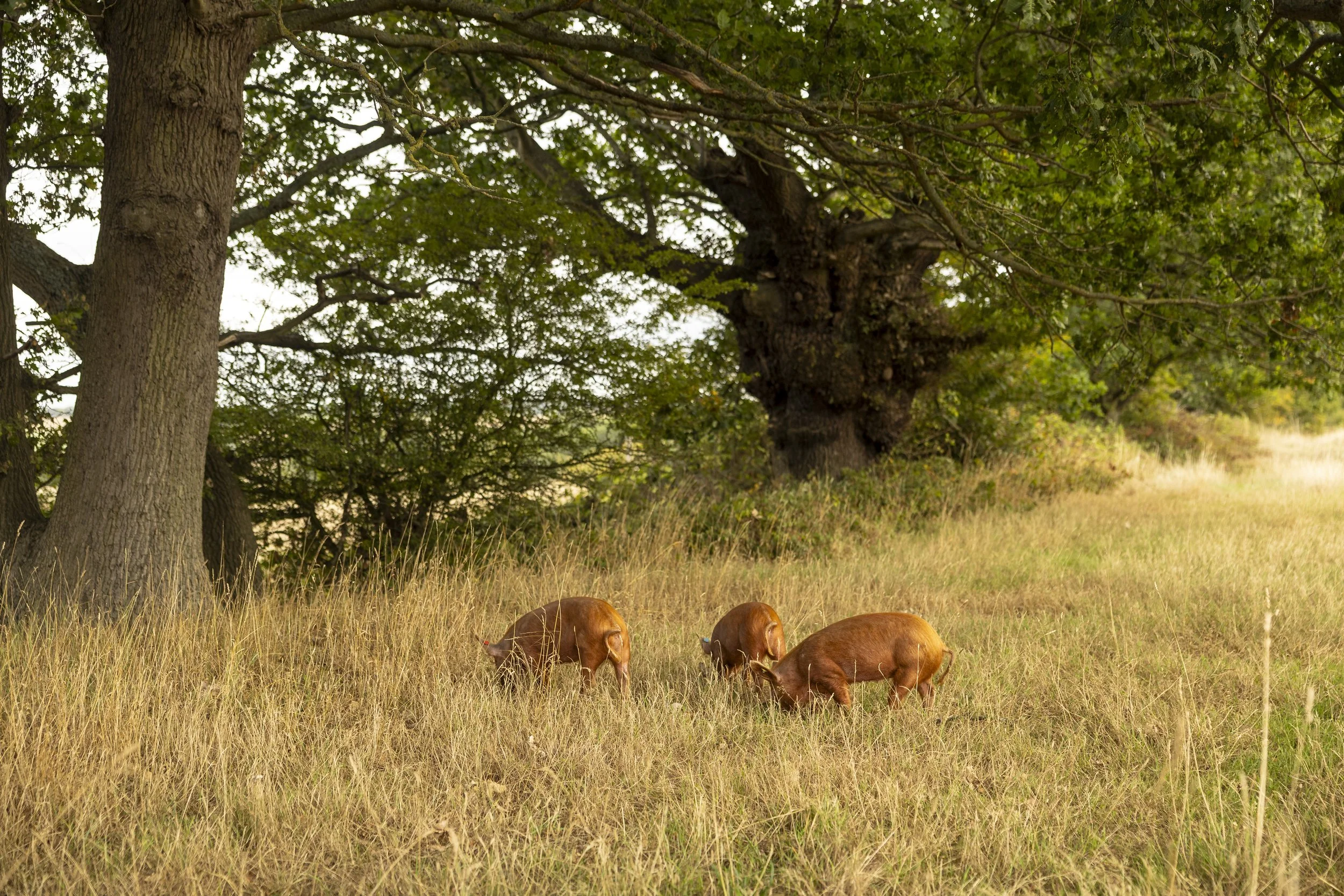 Pigs at Harold's Park Wildland