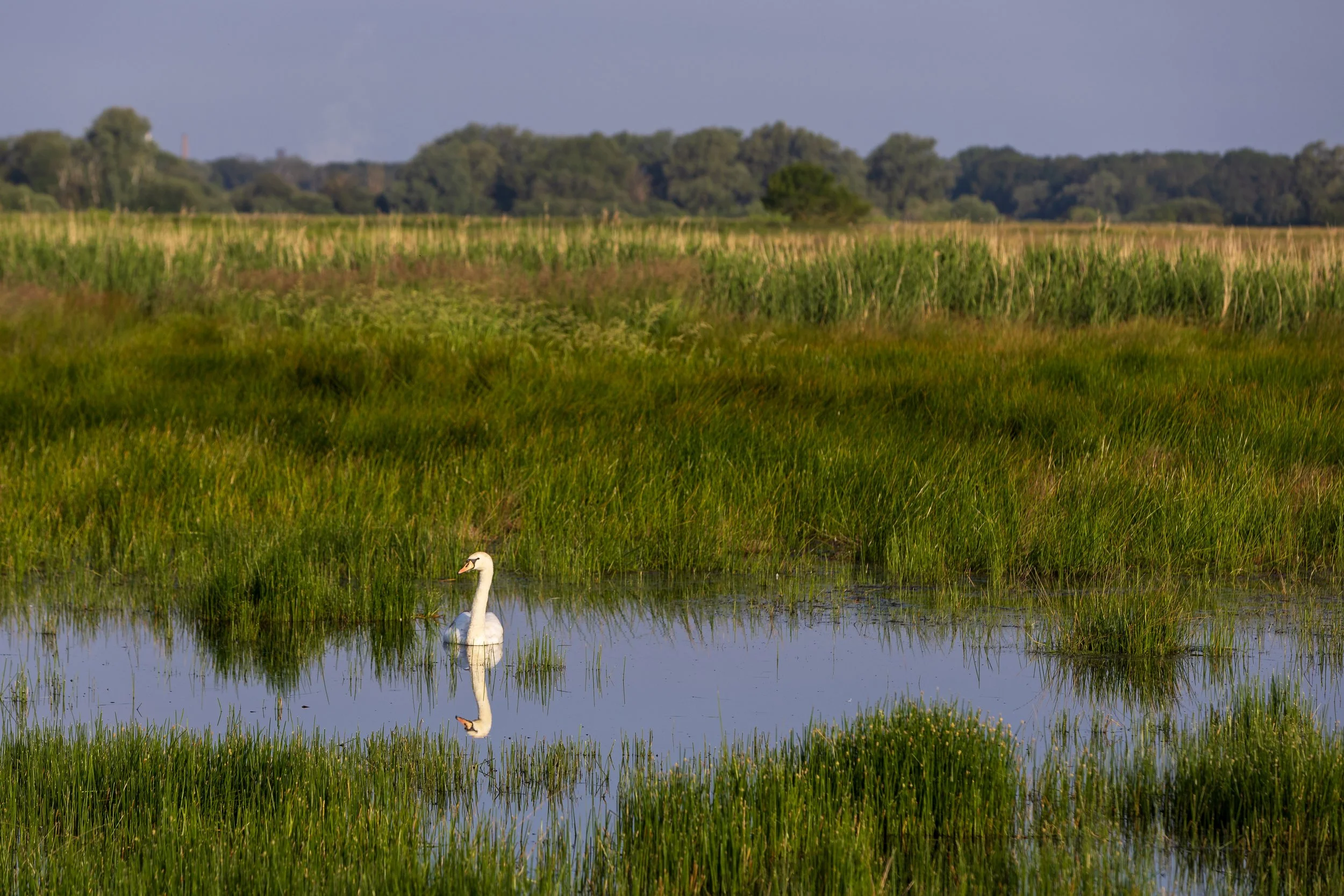 A swan at High Fen Wildland