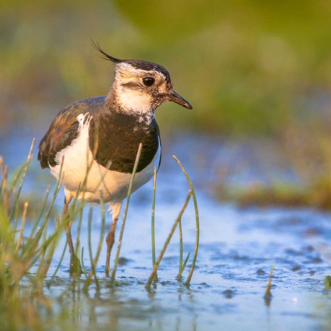 Read about our plans for lapwings and other birdlife at High Fen Wildland in Norfolk.

Visit Nattergal News. Link in bio.

#lapwings #birding #birdlife #norfolk #highfen #highfenwildland