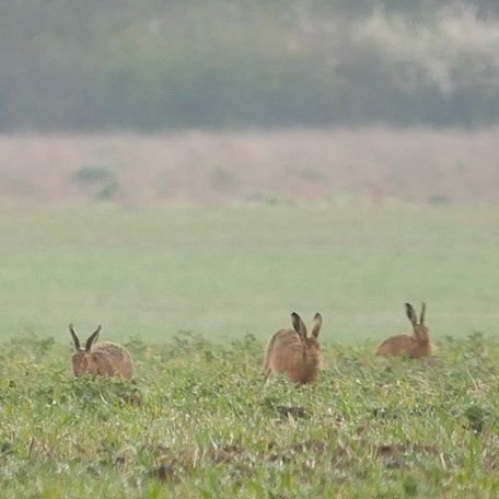 Over the last month a highlight across Boothby Wildland has been the annual spectacle of scampering hares. It&rsquo;s a quintessential countryside scene that, sadly, has become increasingly hard to spot as brown hare numbers have rapidly declined. Lo