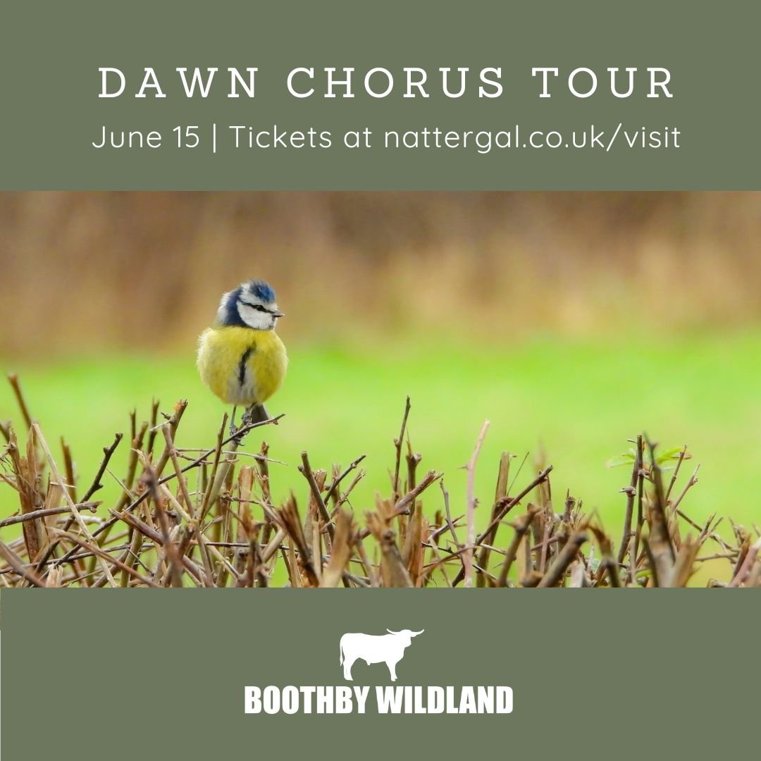 Tickets are on sale now for our first bookable event at Boothby Wildland in Lincolnshire.

Our 2-hour Dawn Chorus Tour will be hosted by ranger, Lloyd, who will introduce you to some of the fascinating songbirds around our wildland.

Join us bright a