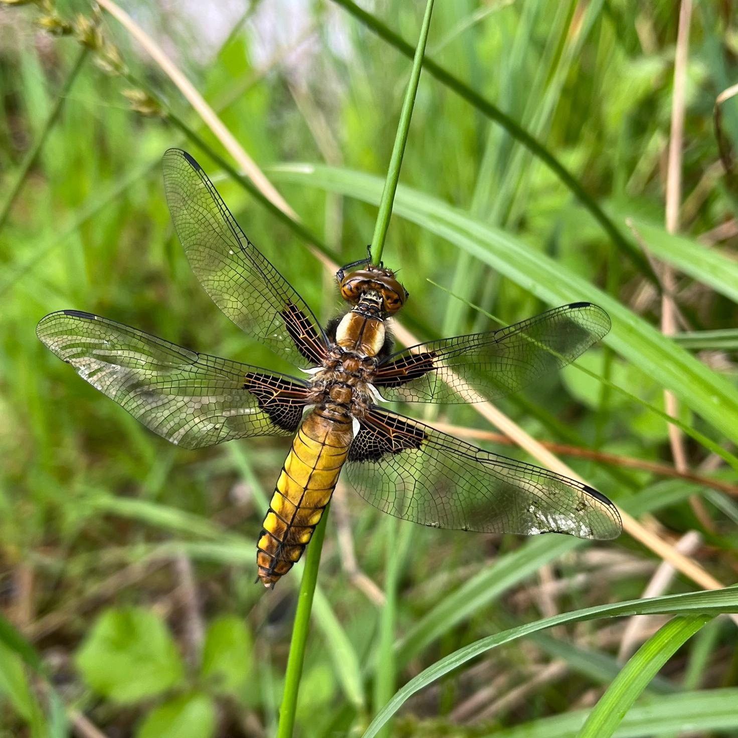 Freshly emerged broad-bodied chaser (female) at one of the Boothby ponds today. Beautifully captured by our ranger Lloyd.