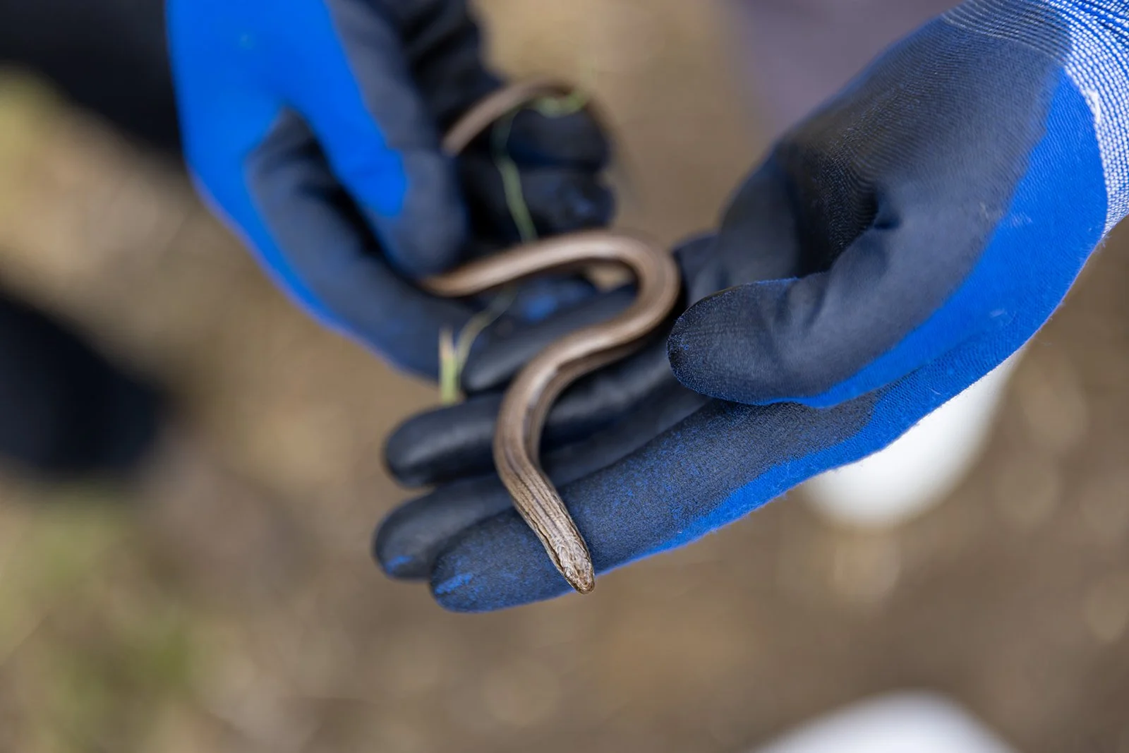 🌿Slow worms safely relocated to Harold’s Park Wildland 🐍
