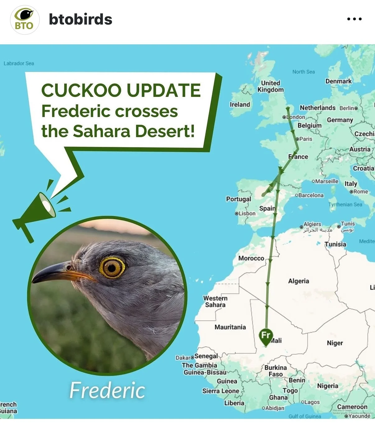 Frederic the Cuckoo has crossed the Sahara!! 
Tagged by @btobirds back in May, Frederic left #HighFenWildland to take an extended break in France - giving us a little bit of a scare - but then sprung into action to make the journey to Africa. 
You