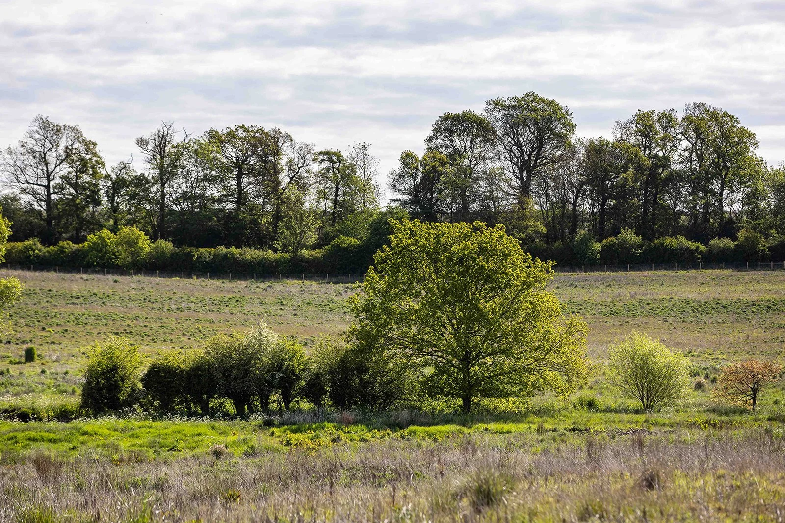 The Business Case for Voluntary Biodiversity Credits