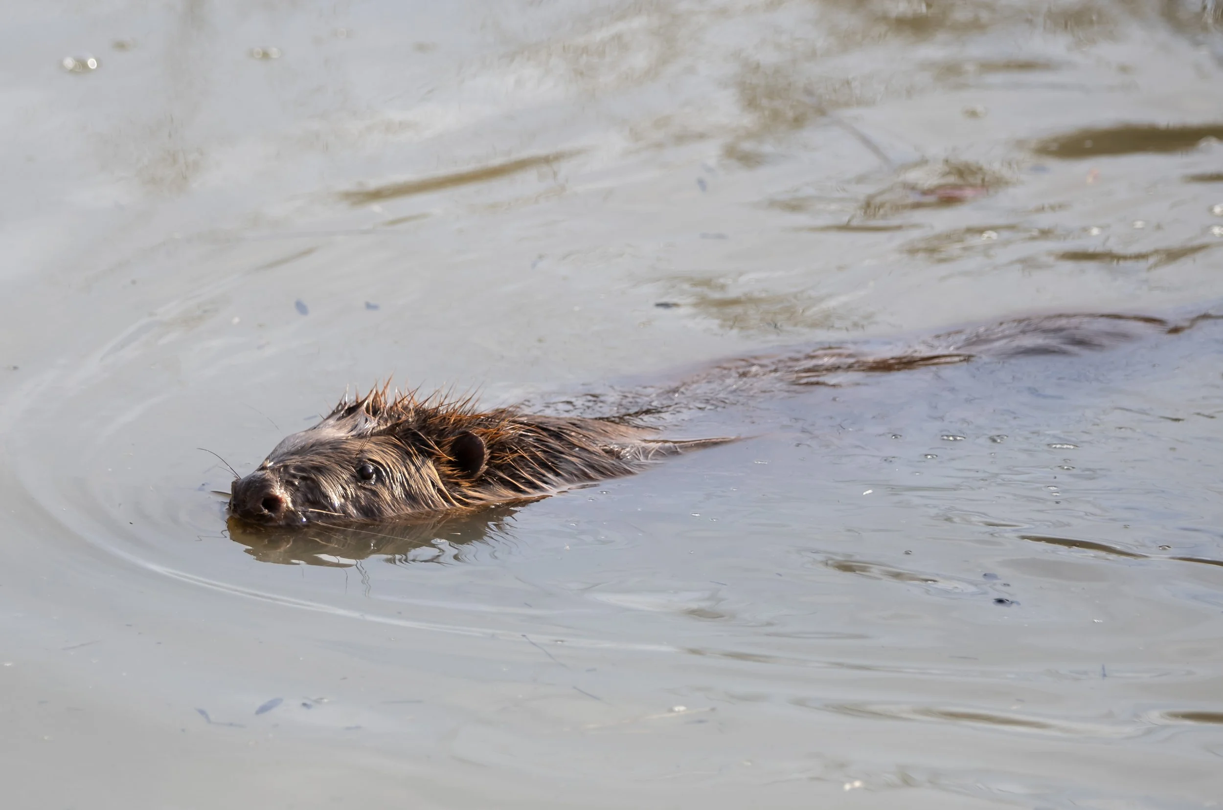 A beaver swimming in Boothby Wildland