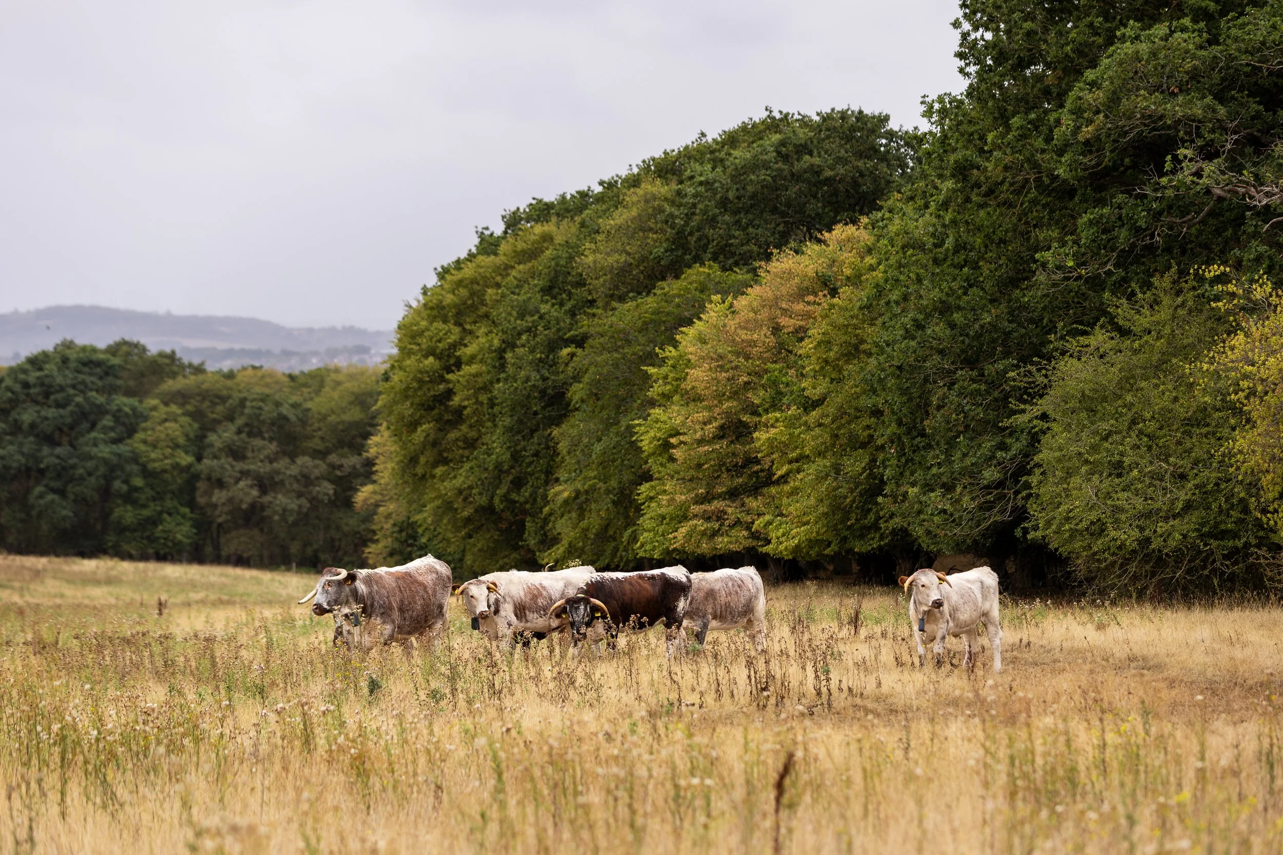 Cows at Harold's Park