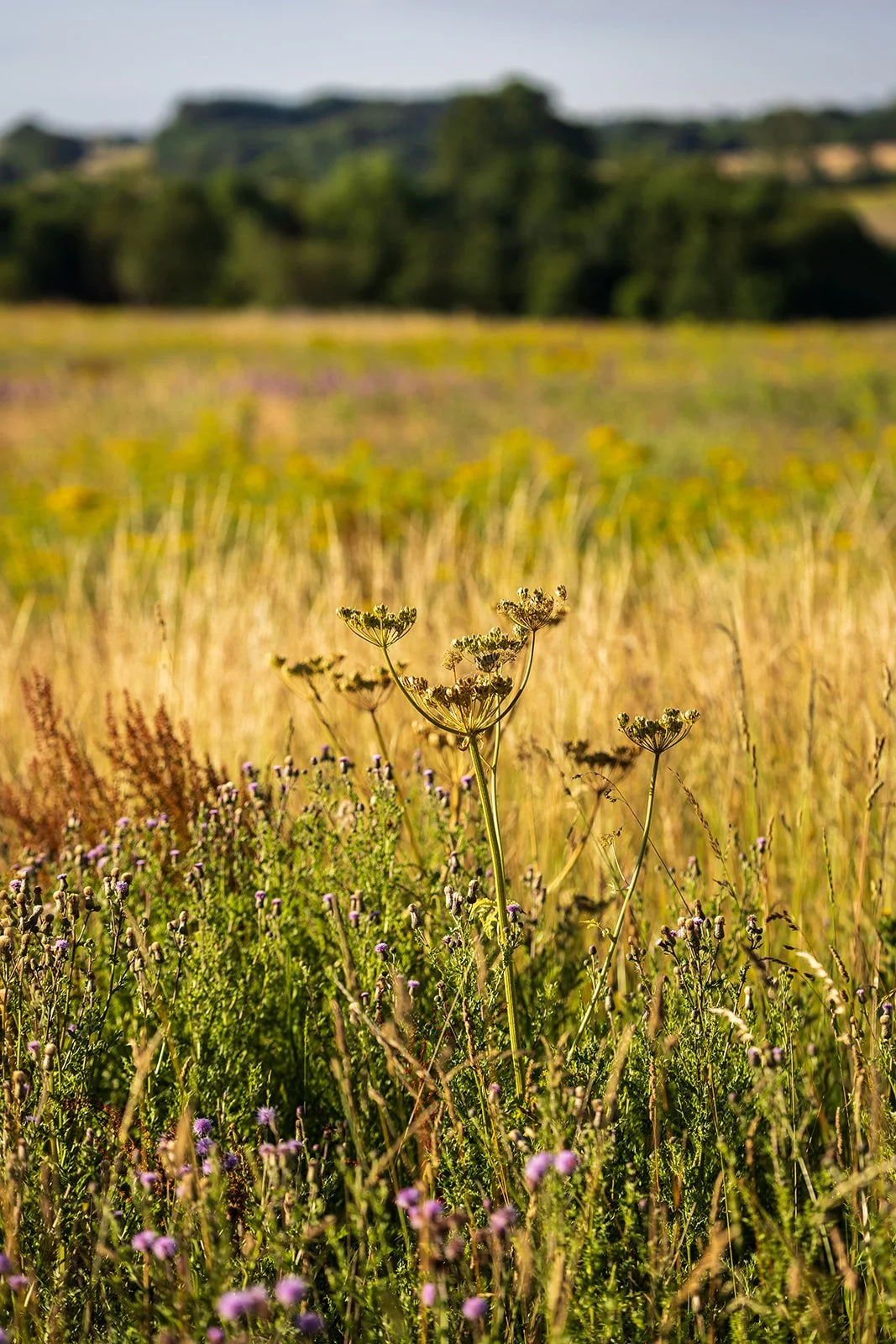 Flowers in Boothby wildland field