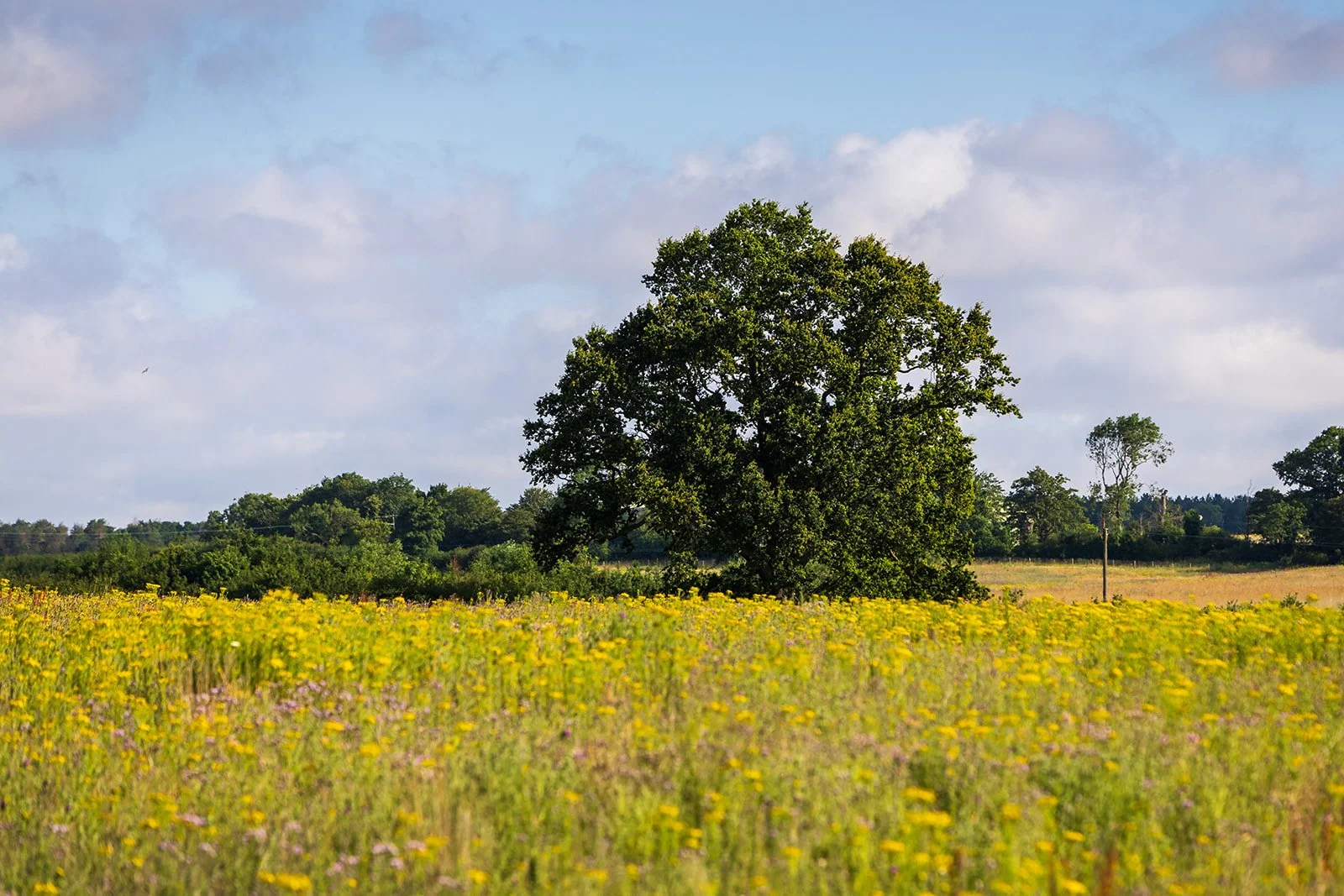Boothby Wildland in Summer