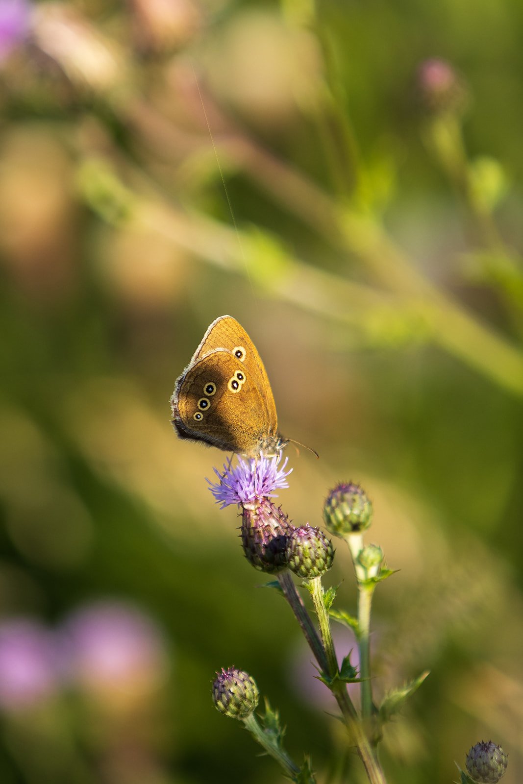 Butterfly sitting on a purple flower