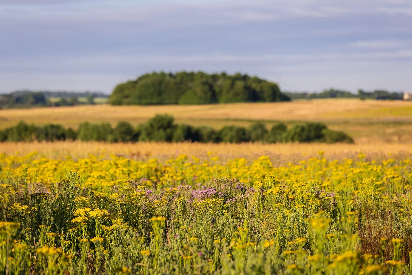 A flower field at Boothby wildland