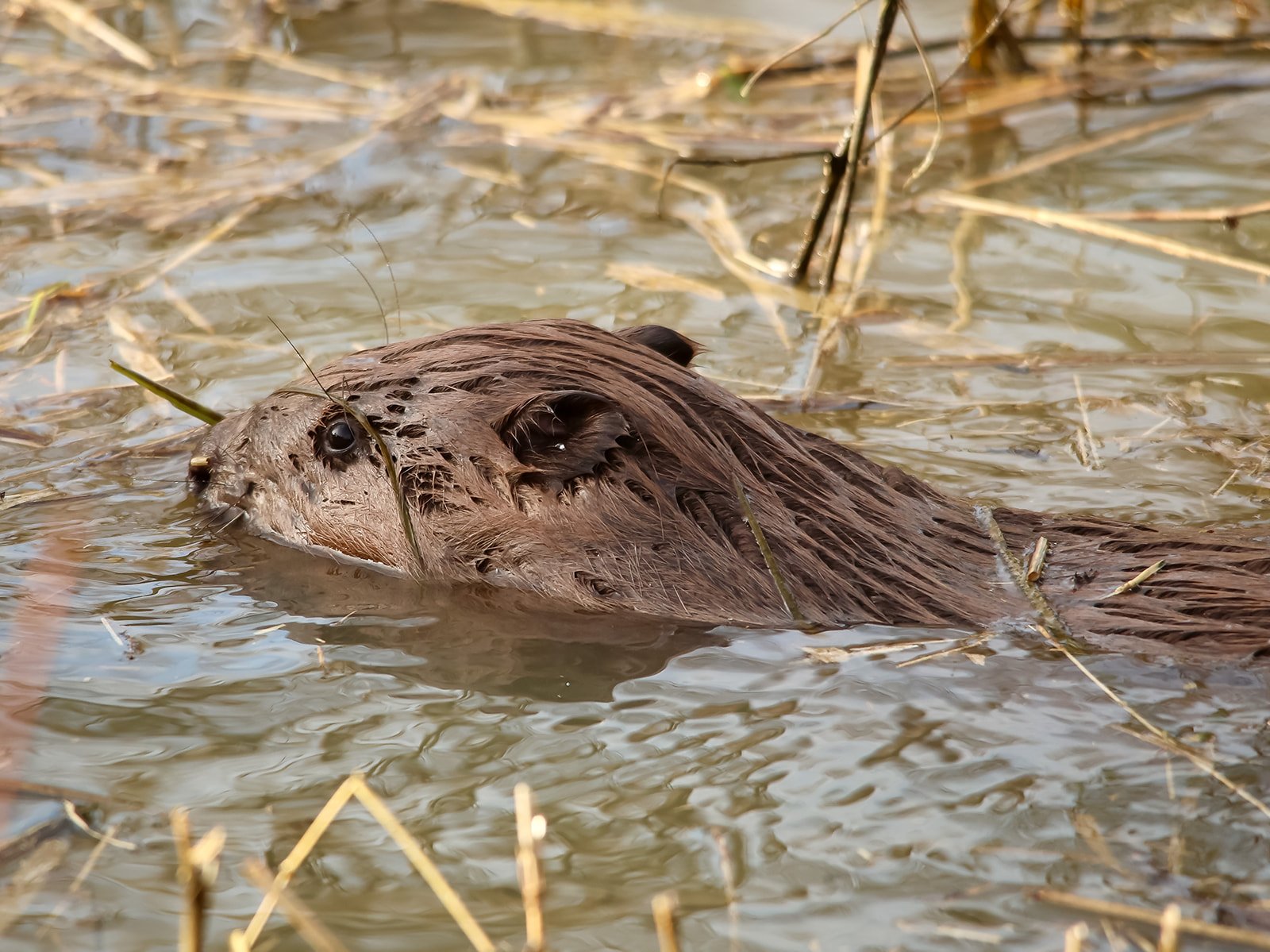 A beaver swimming
