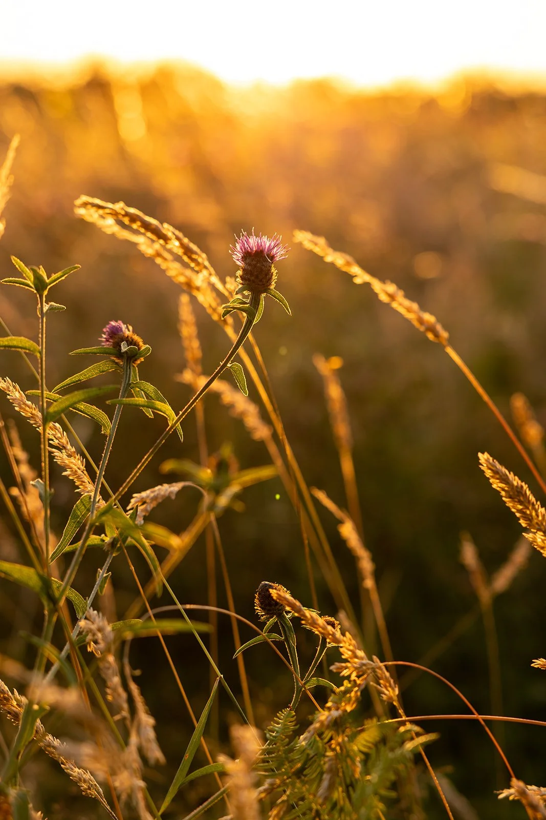 A close up of a purple thistle