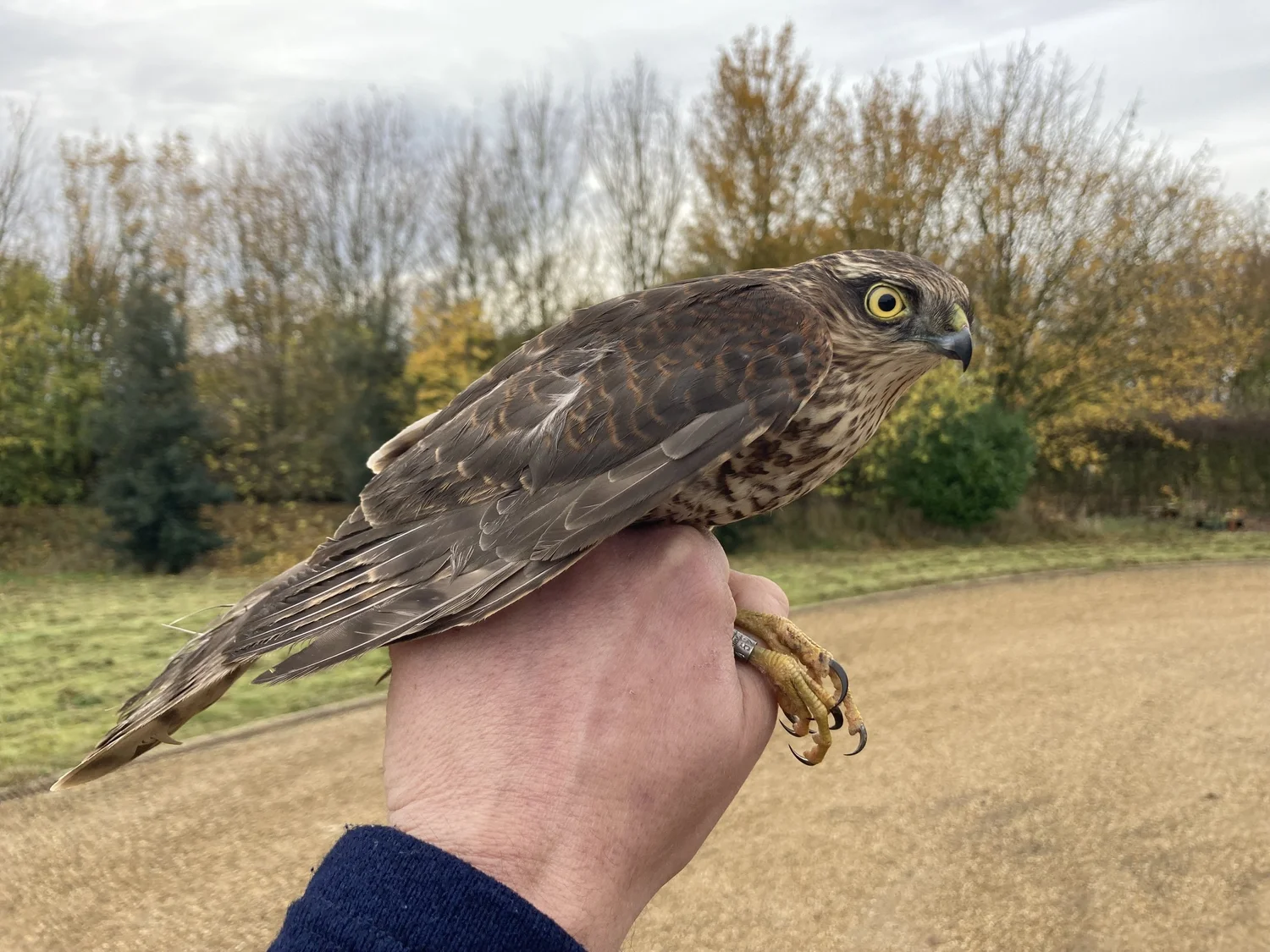 Wildland Tours & Experiences — Nattergal