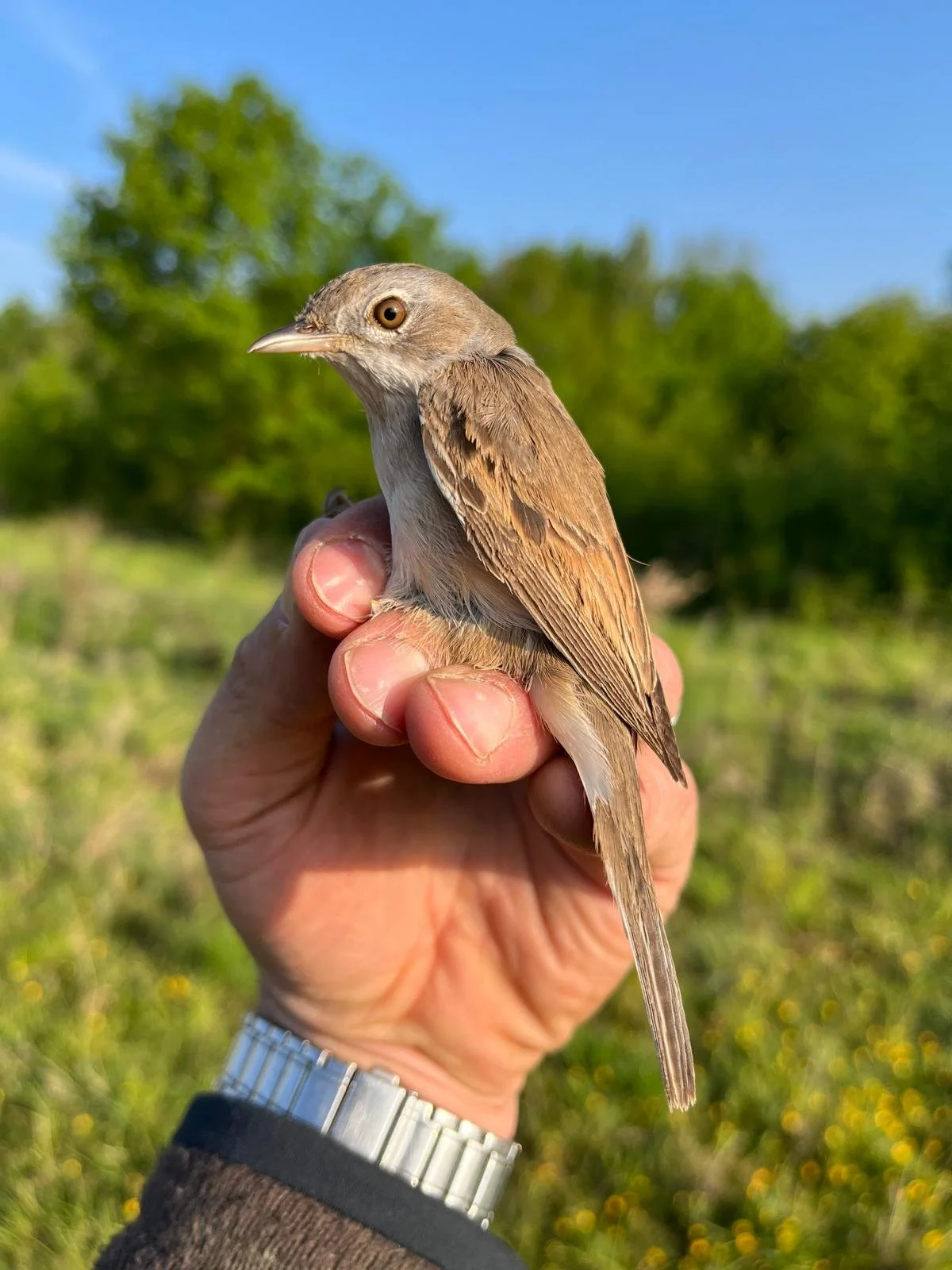 A bird sitting on someone's hand