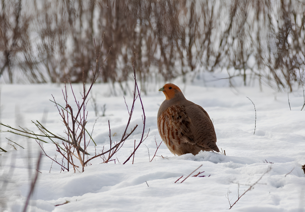 A bird in the snow at Boothby Wildland