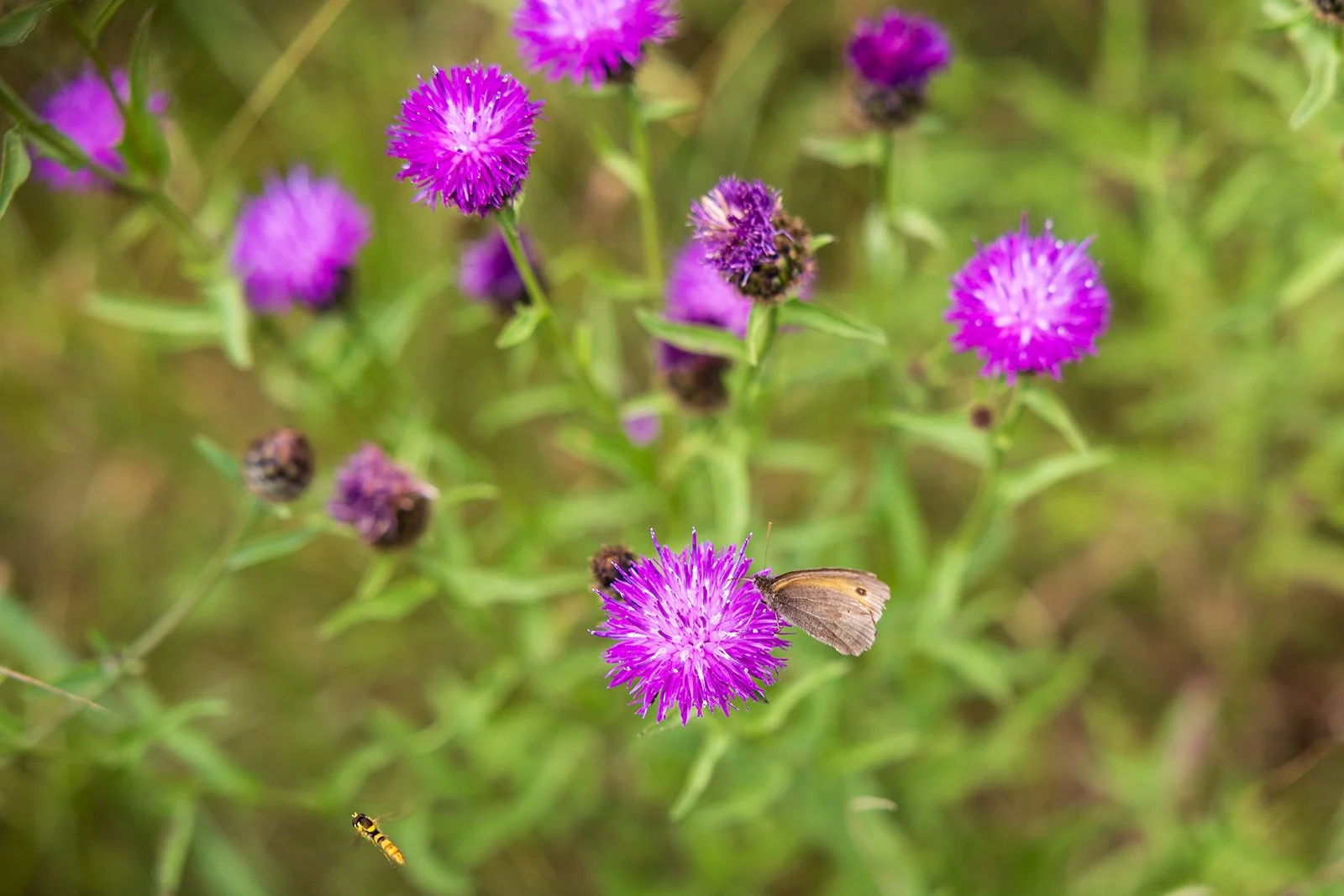 A butterfly on a purple flower