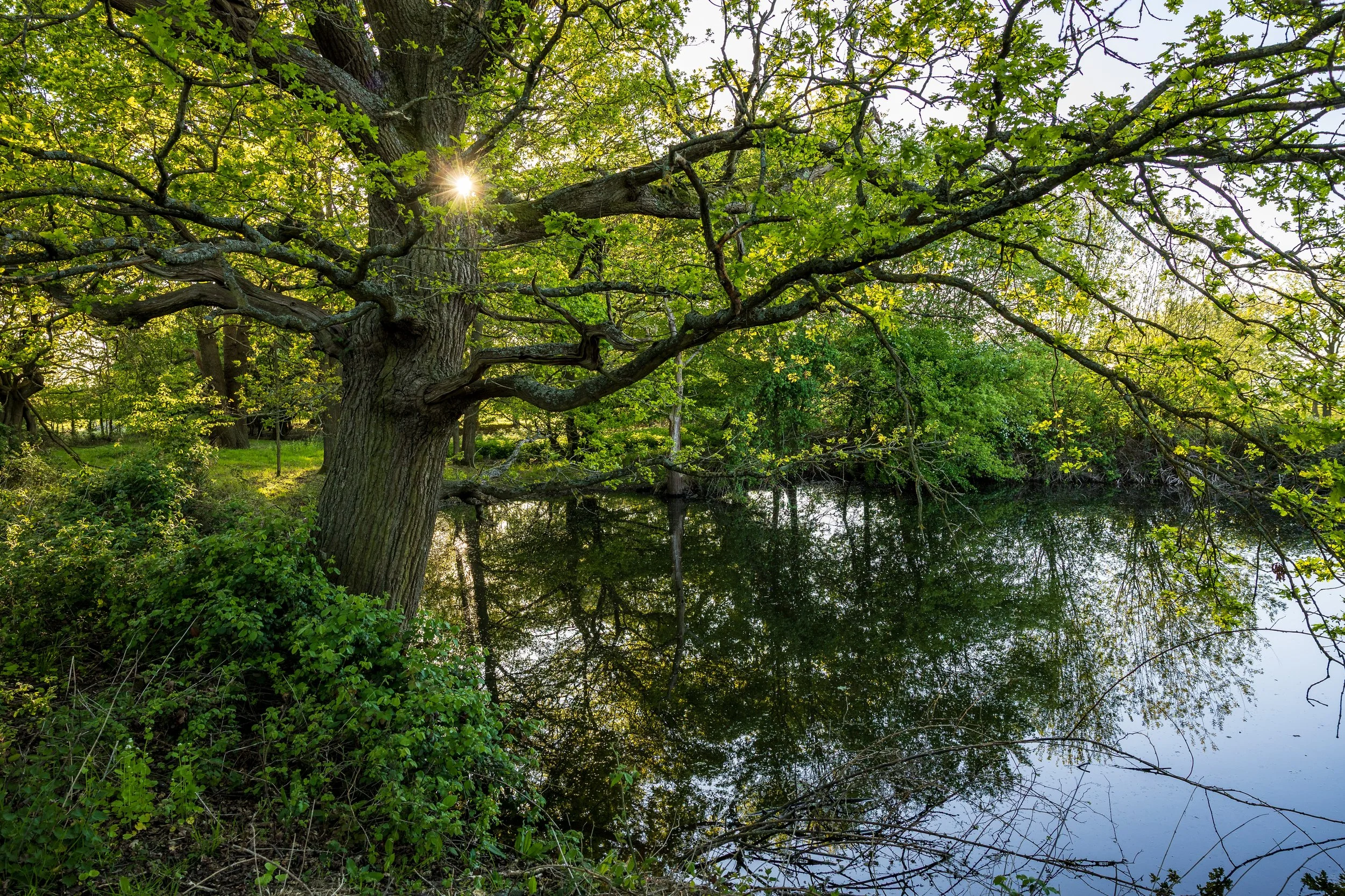 Harold's Park wildland tree and pond